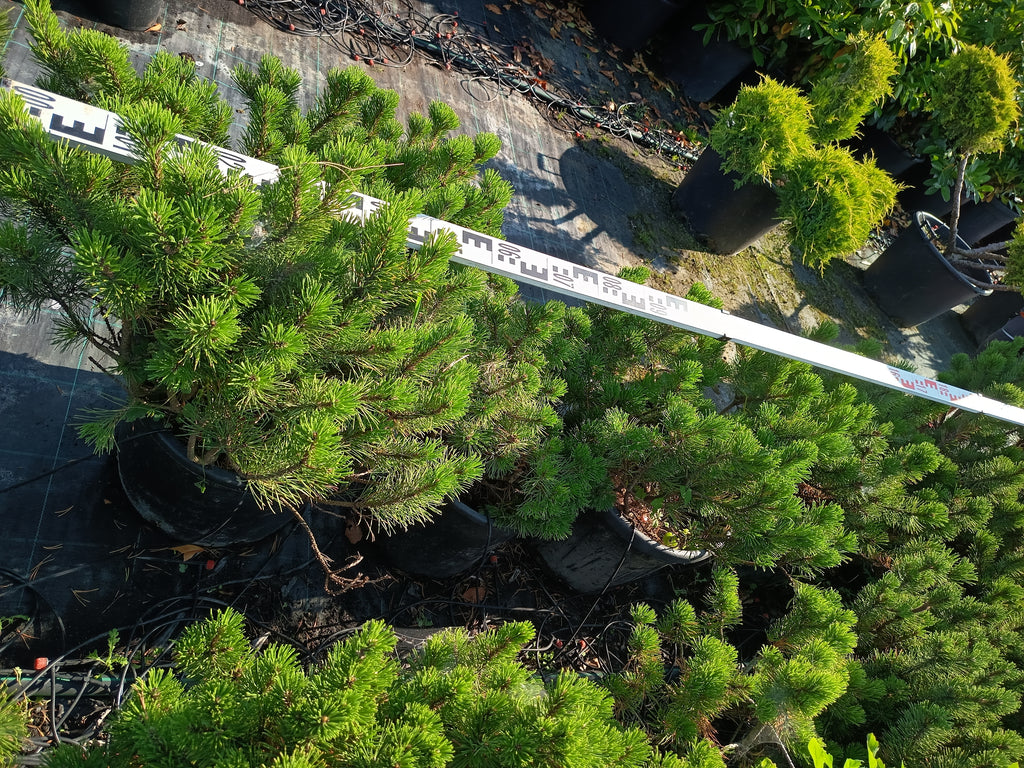 Pinus Mugo Var. 'Pumilio' - Schneekiefer 60-80cm