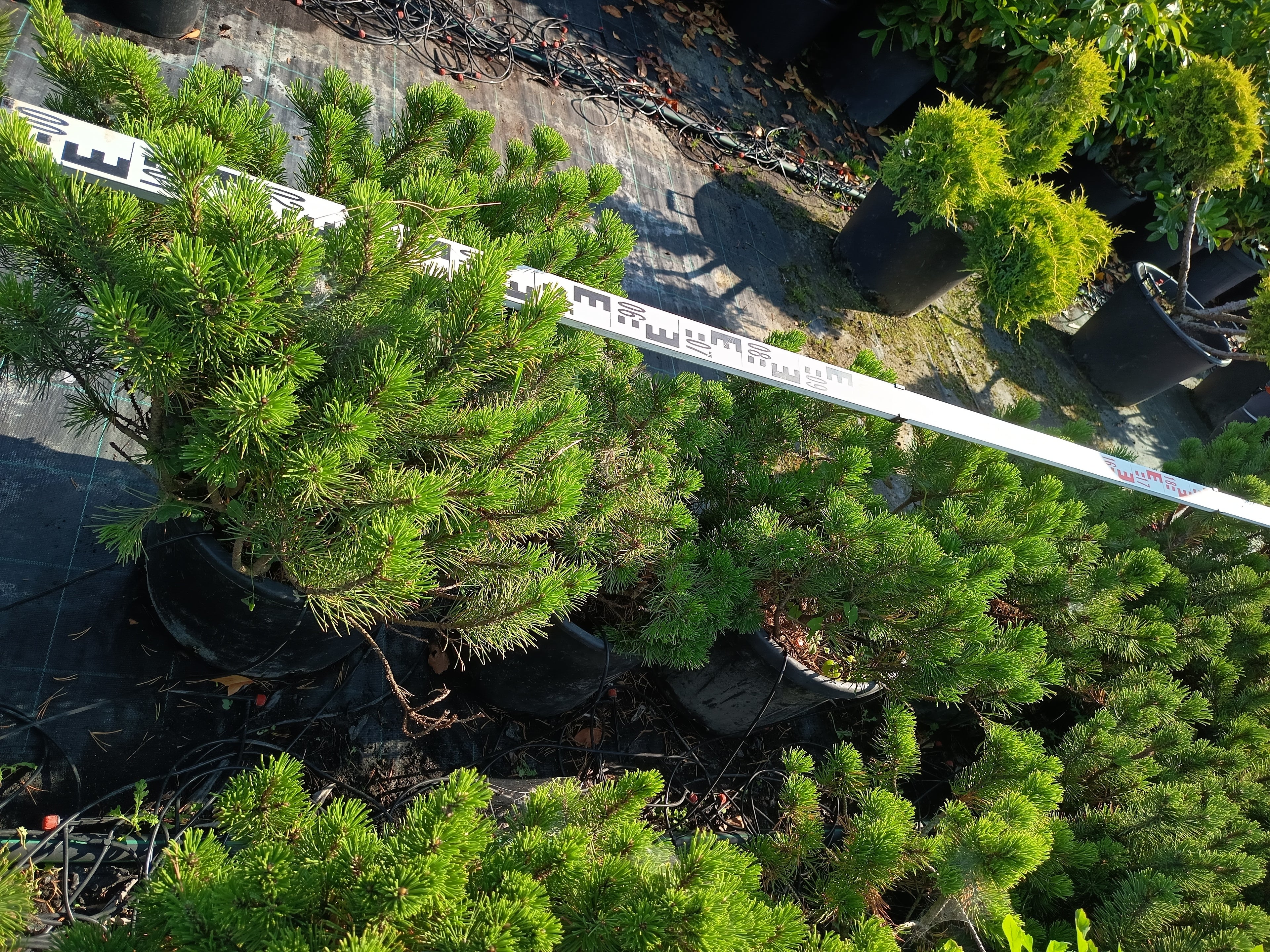 Pinus mugo var. 'Pumilio' – Havasi törpefenyő  60-80cm