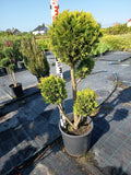 Chamaecyparis lawsoniana 'Ivonne' - Golden Yellow Cypress 80-100cm Shaped cutting set