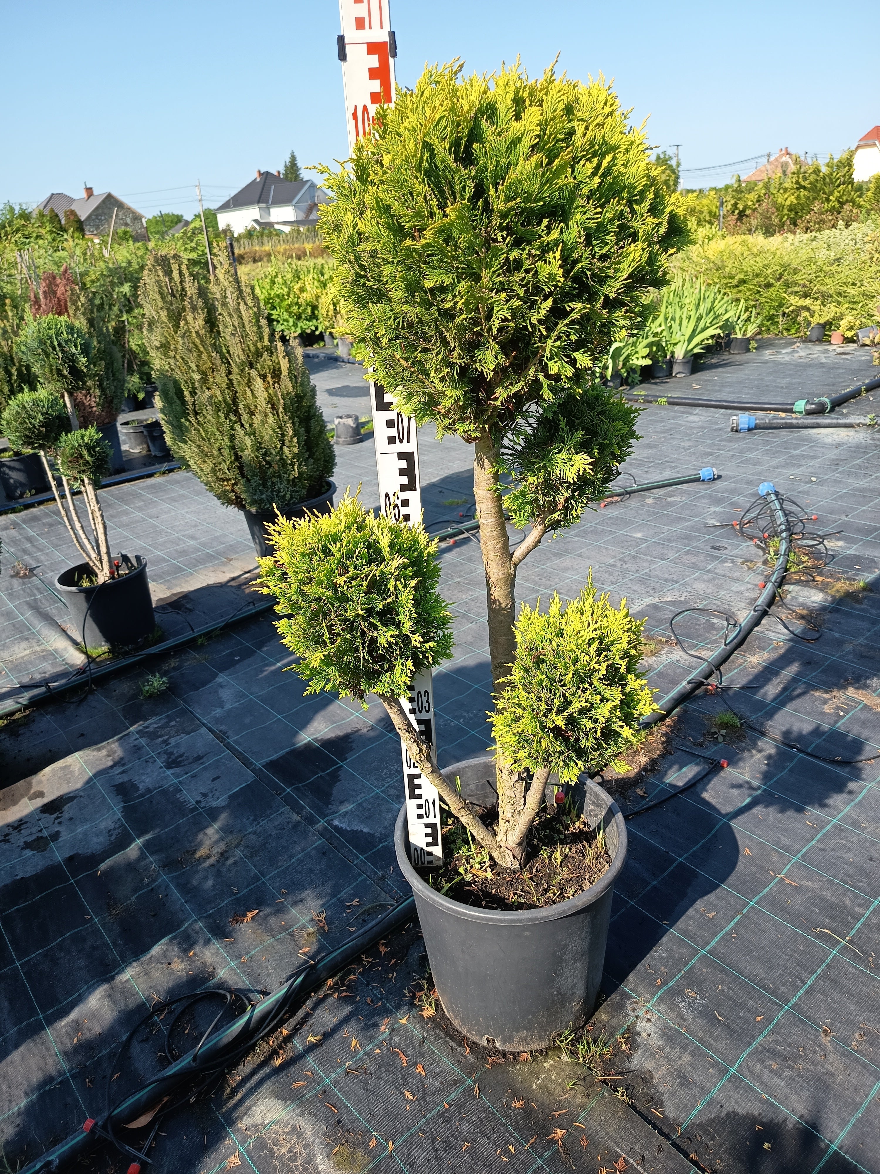 Chamaecyparis lawsoniana 'Ivonne' - Aranysárga Ciprus 80-100cm Formametszett