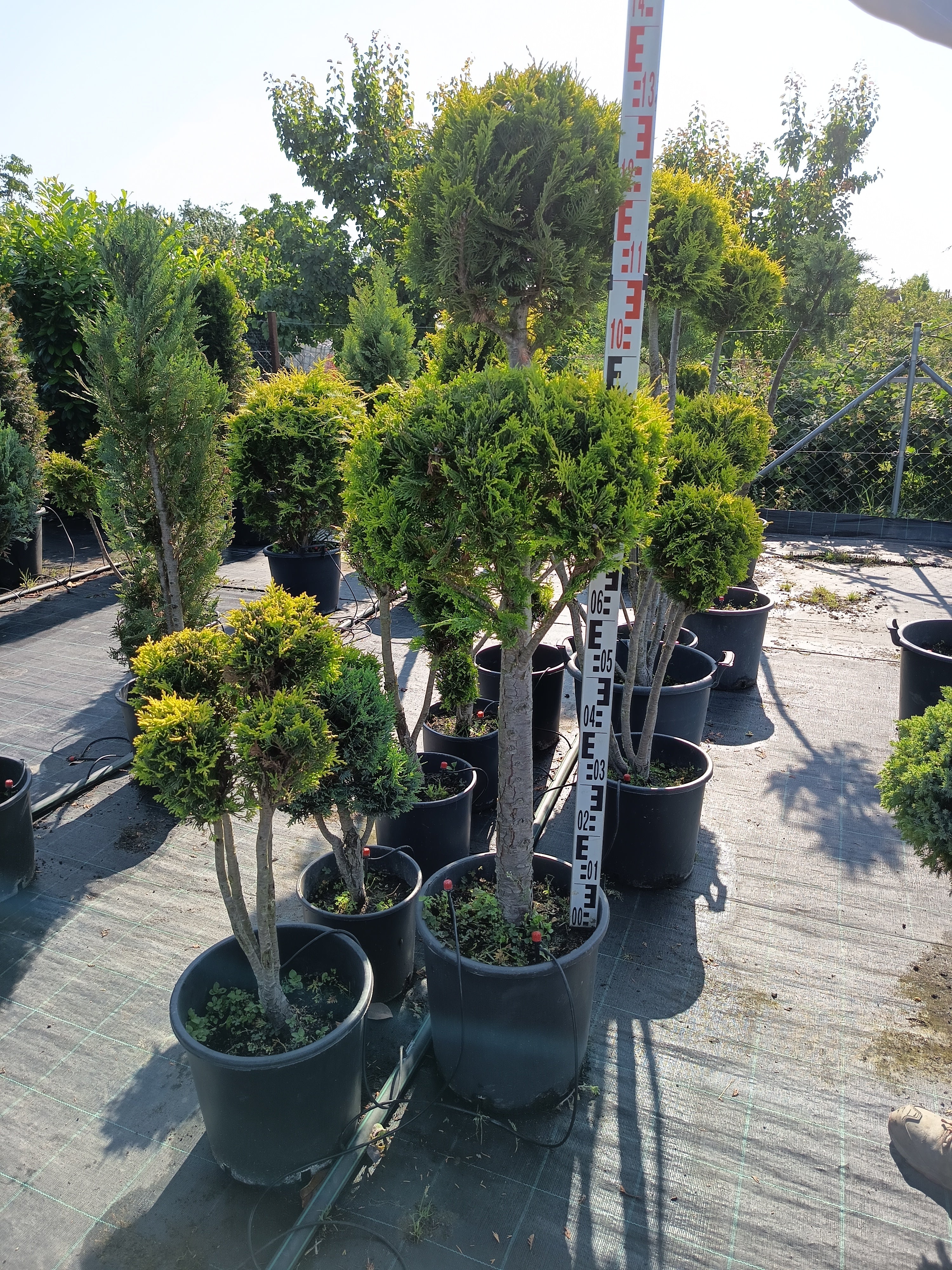 Chamaecyparis lawsoniana 'Ivonne' - Aranysárga Ciprus 80-100cm Formametszett