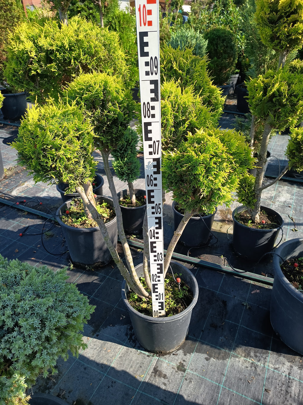 Chamaecyparis lawsoniana 'Ivonne' - Golden Yellow Cypress 80-100cm Shaped cutting set