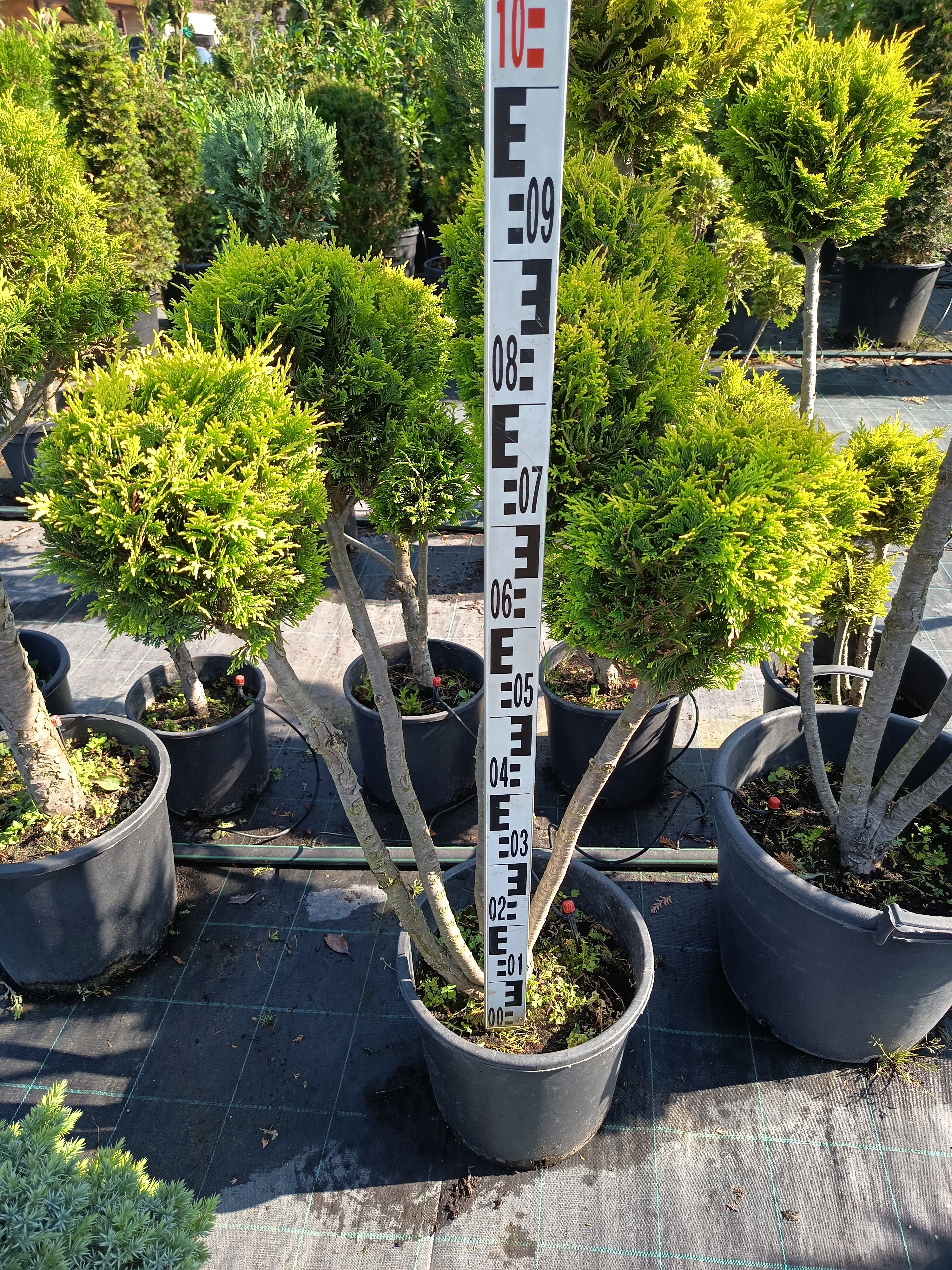 Chamaecyparis lawsoniana 'Ivonne' - Aranysárga Ciprus 80-100cm Formametszett