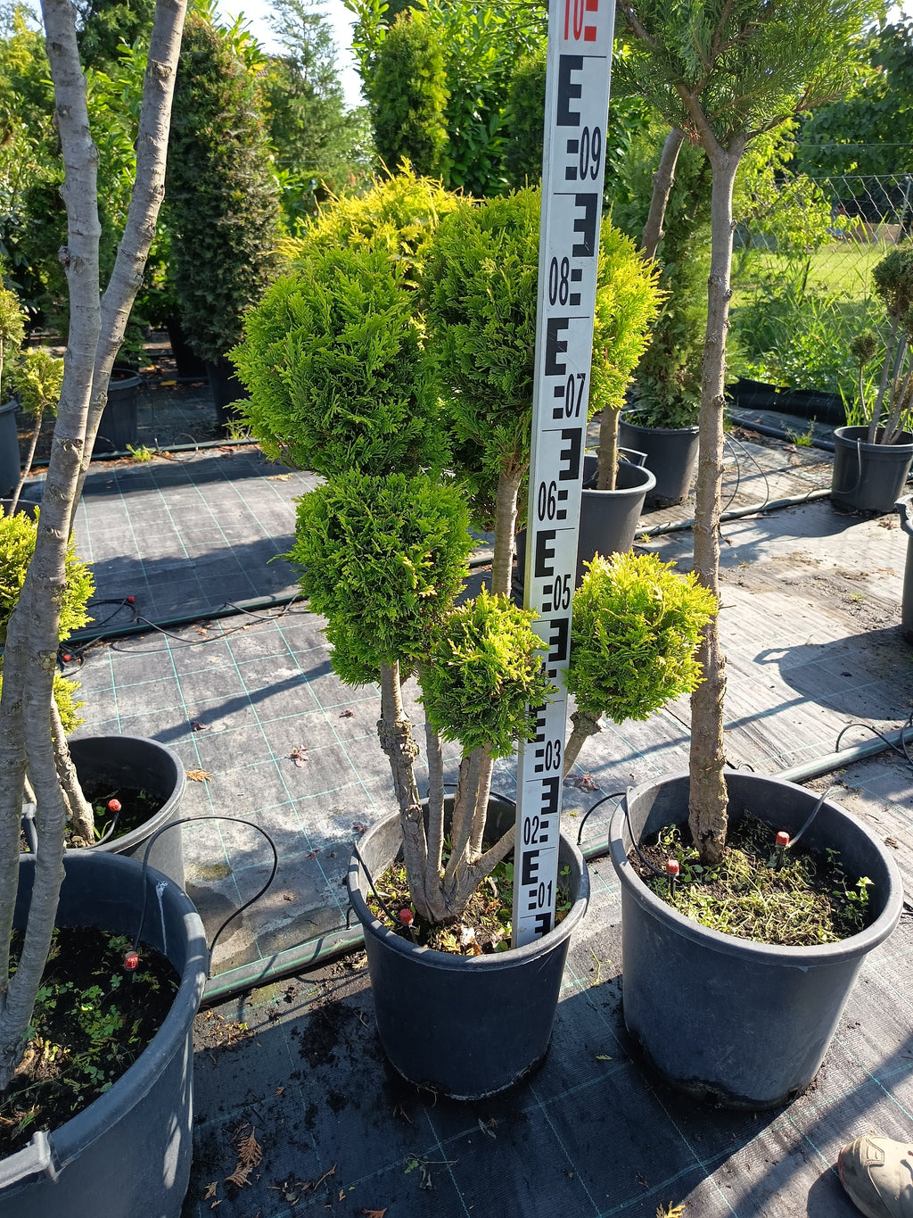 Chamaecyparis lawsoniana 'Ivonne' - Golden Yellow Cypress 80-100cm Shaped cutting set