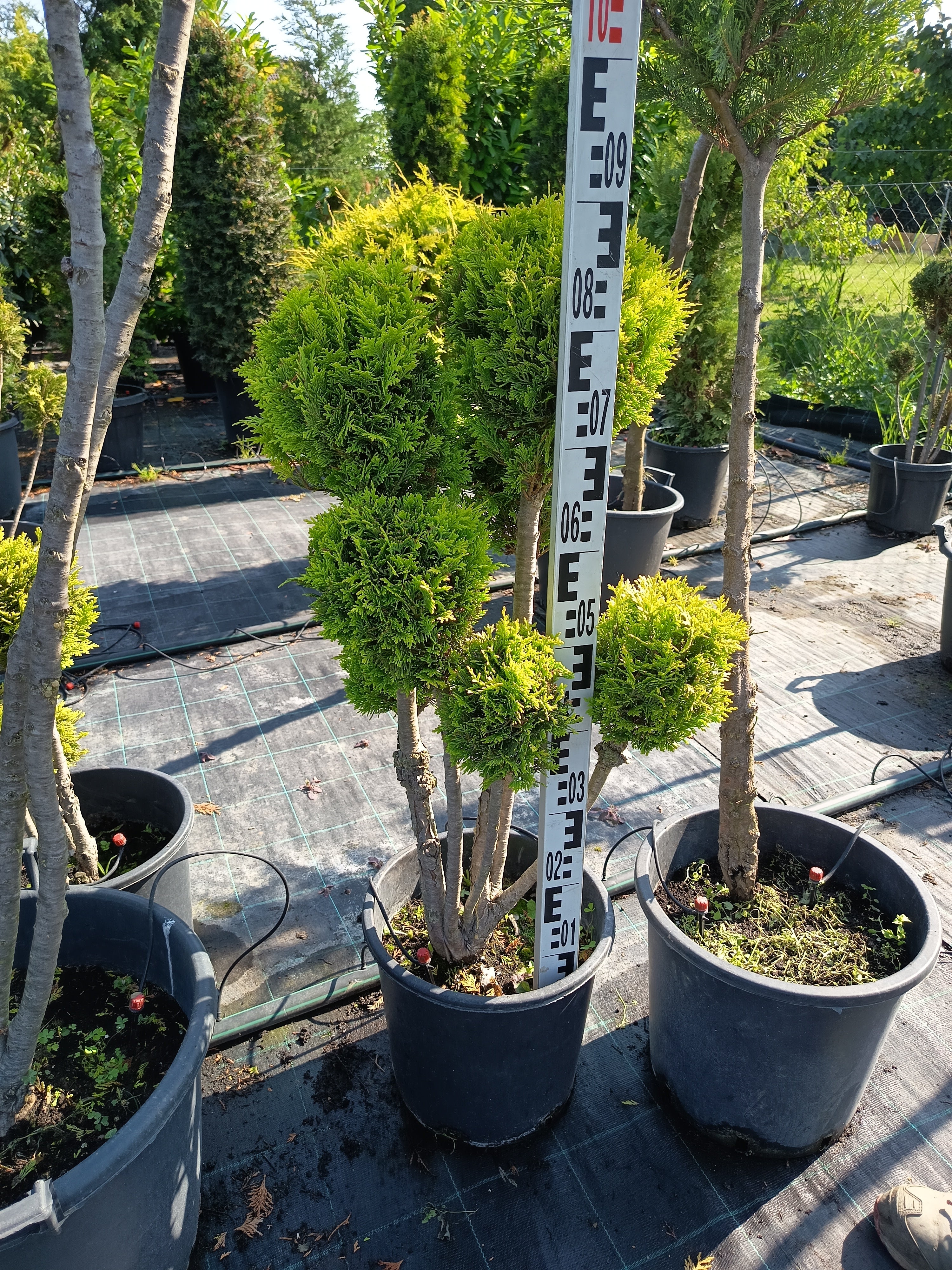 Chamaecyparis lawsoniana 'Ivonne' - Golden Yellow Cypress 80-100cm Shaped cutting set