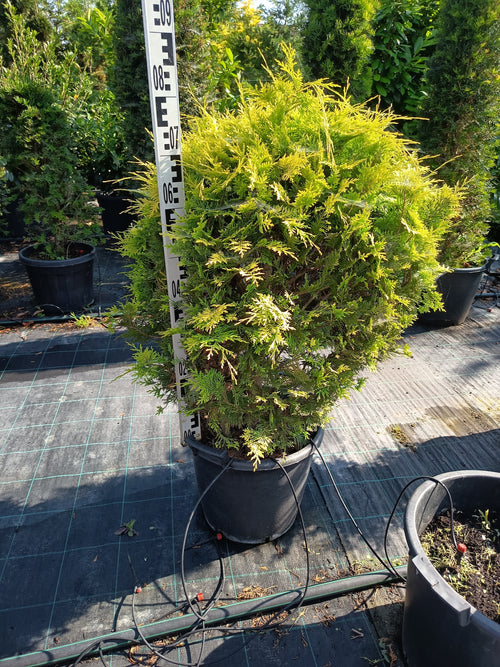 Chamaecyparis lawsoniana 'Ivonne' - Aranysárga Ciprus 80-100cm Formametszett