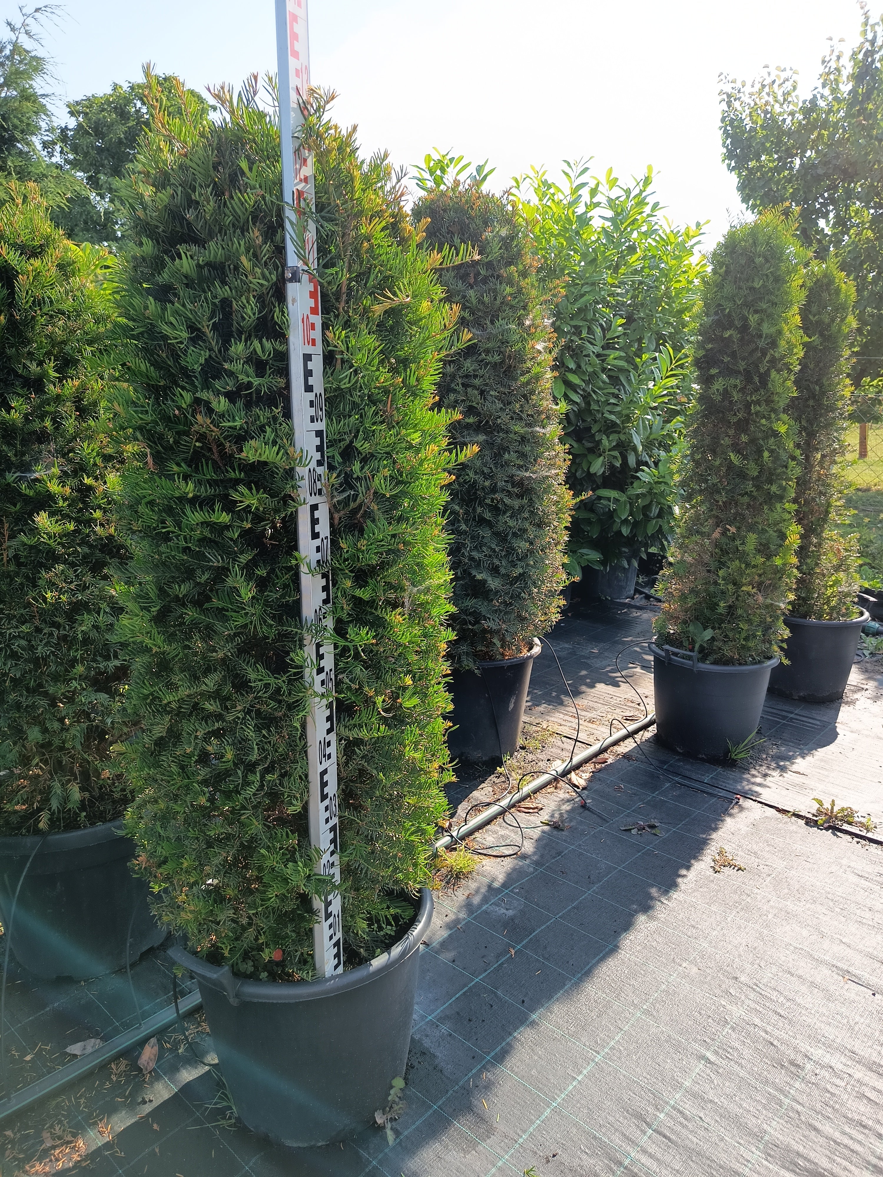 Taxus baccata - Tiszafa 120-140cm Formametszett