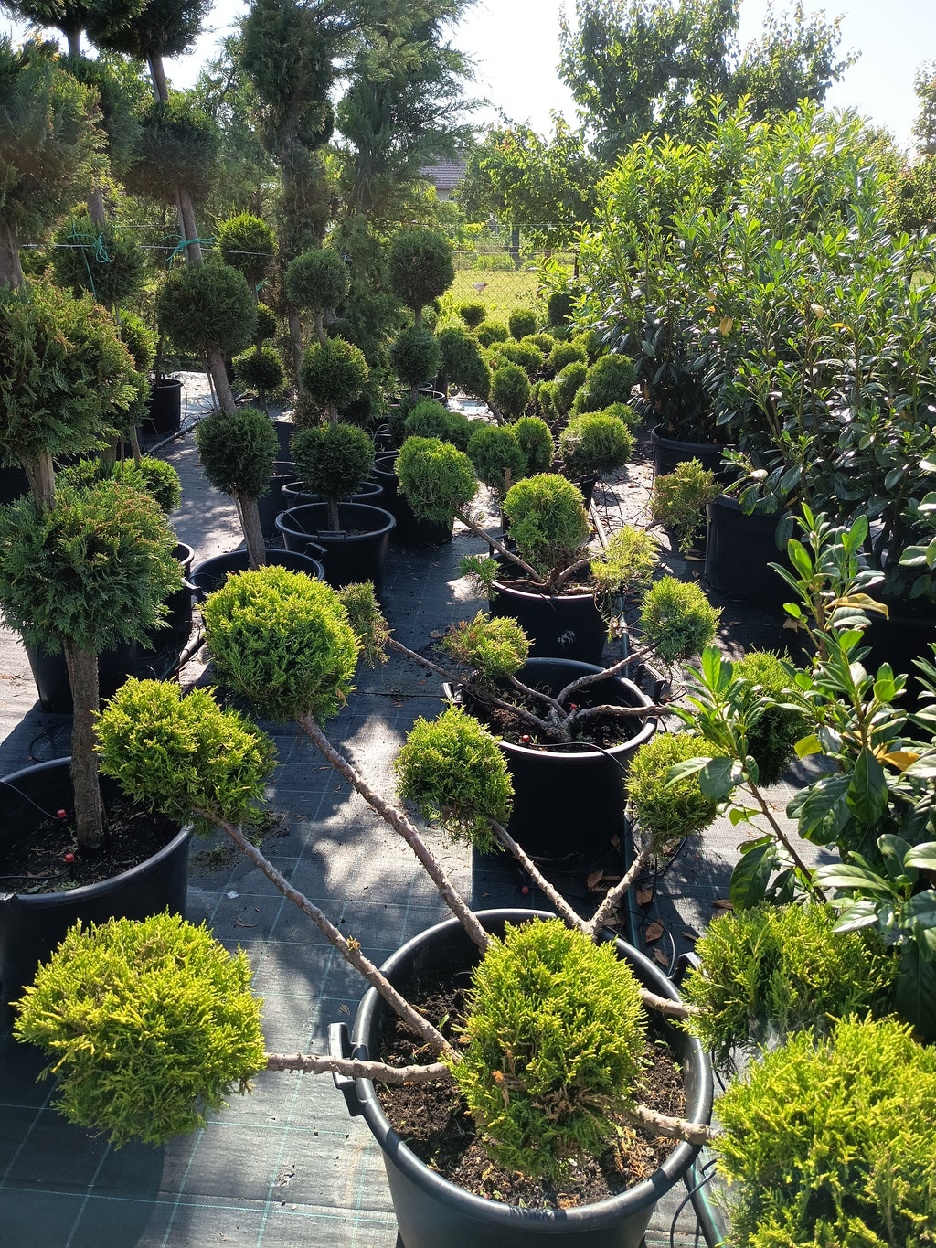 Juniperus media 'Old Gold' – Goldener Wacholder, 110–130 cm, Gartenscheren-Set