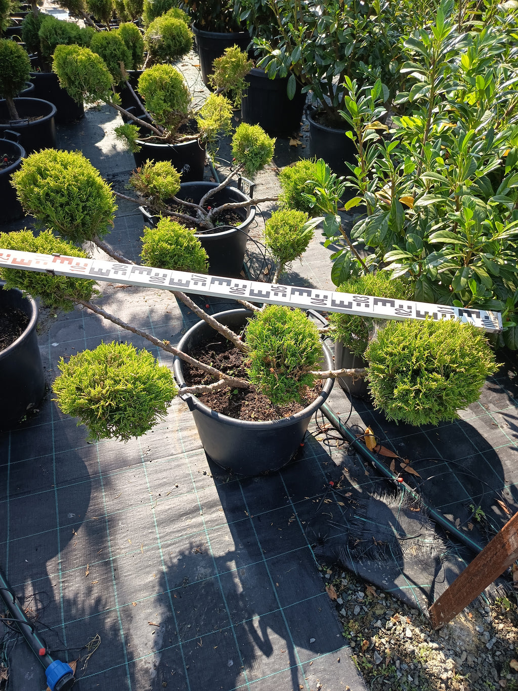 Juniperus media 'Old Gold' – Goldener Wacholder, 110–130 cm, Gartenscheren-Set