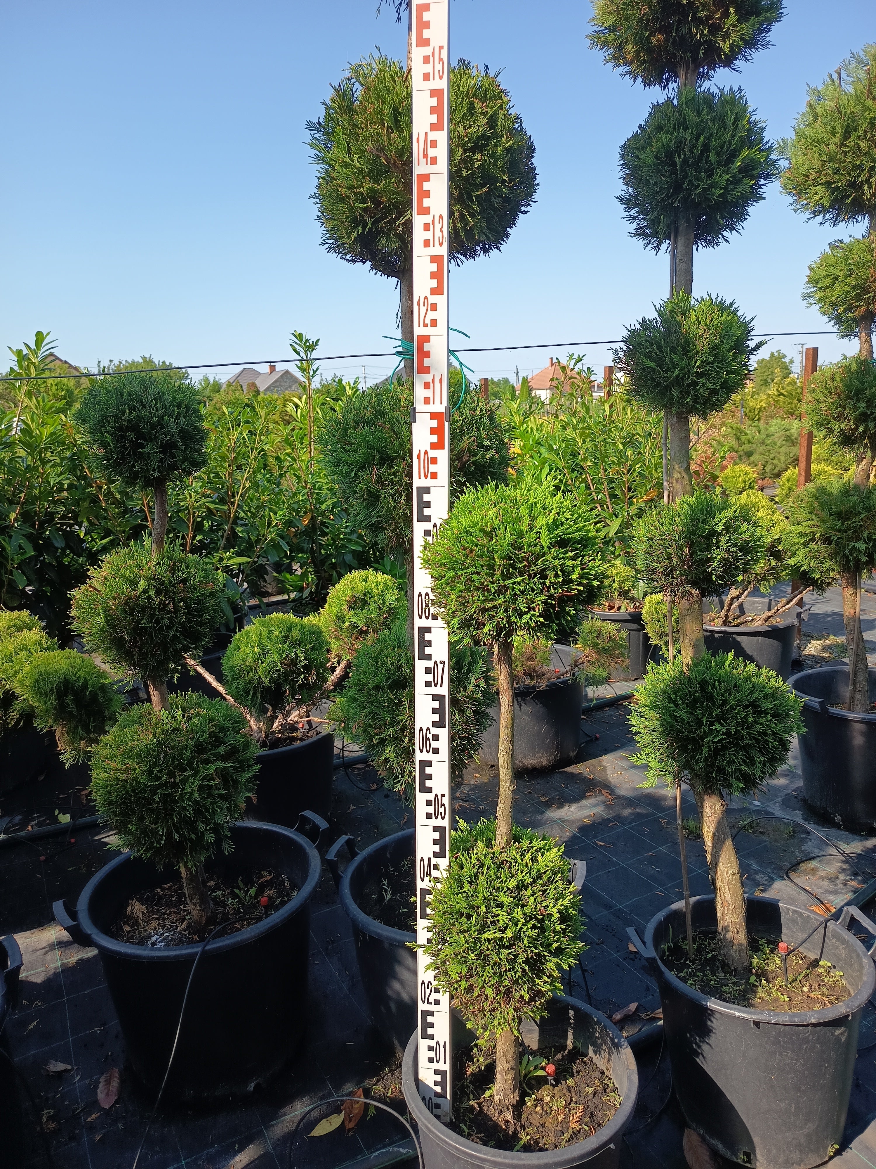 Cupressocyparis leylandii - Leylandii Gömb Forma - 3 Gömb - 120-150cm