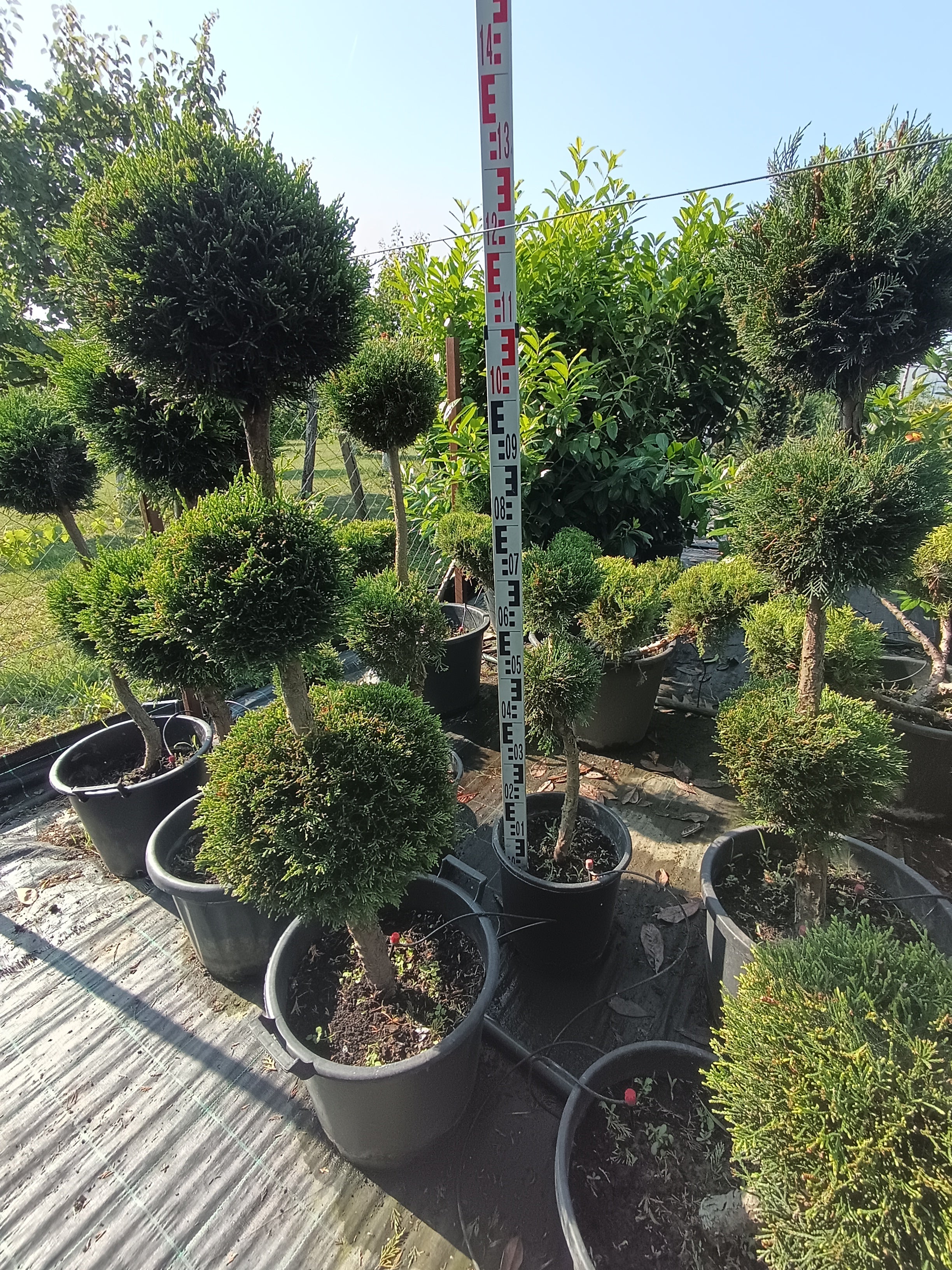 Cupressocyparis leylandii - Leylandii Gömb Forma - 3 Gömb - 120-150cm