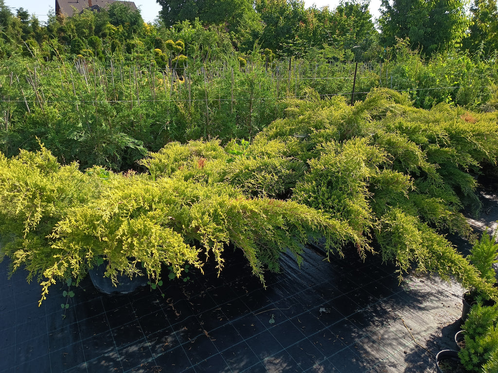 Juniperus media 'Old Gold' – Goldener Wacholder 200 cm