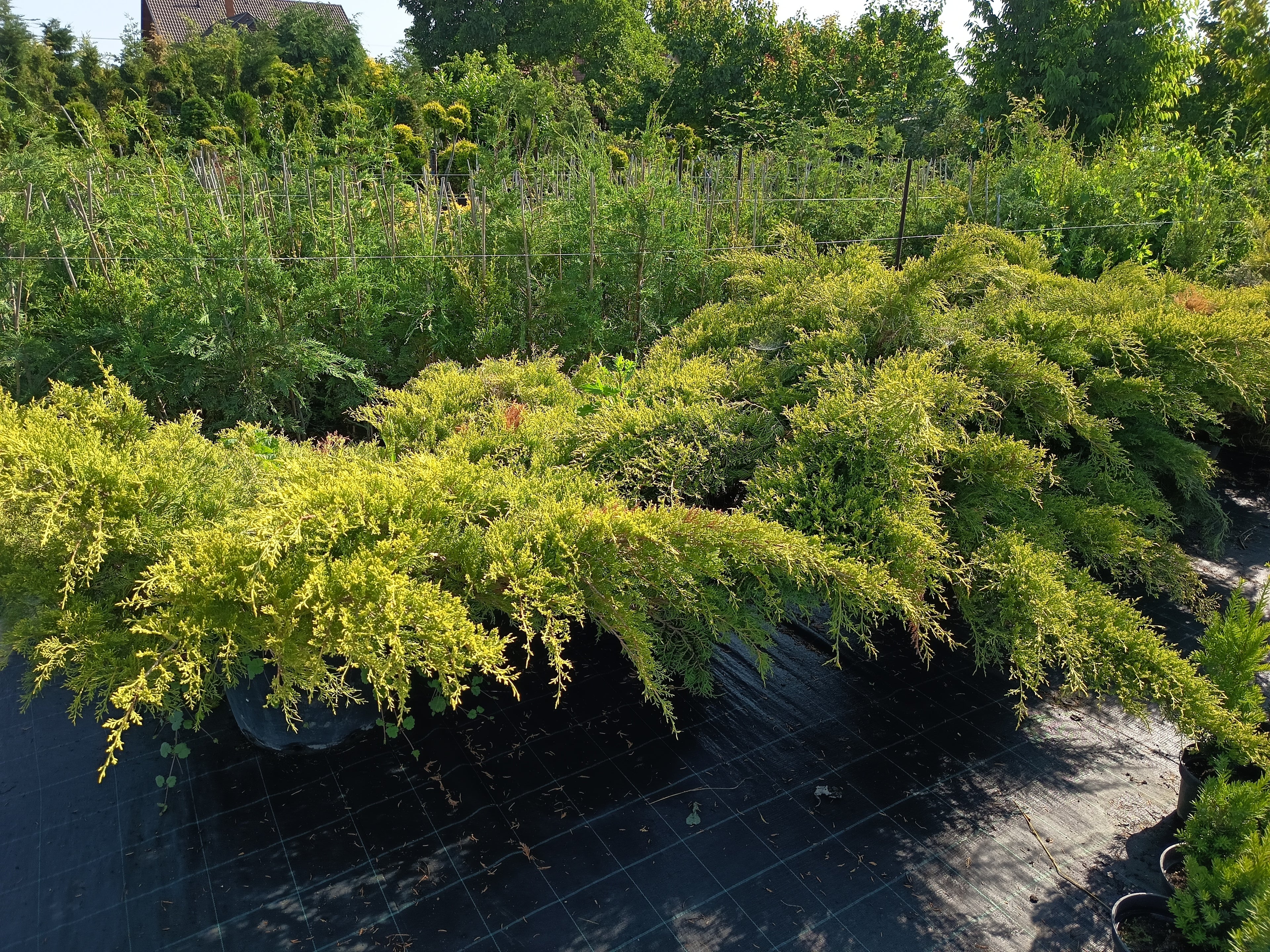 Juniperus media 'Old Gold' - Aranyboróka 200cm