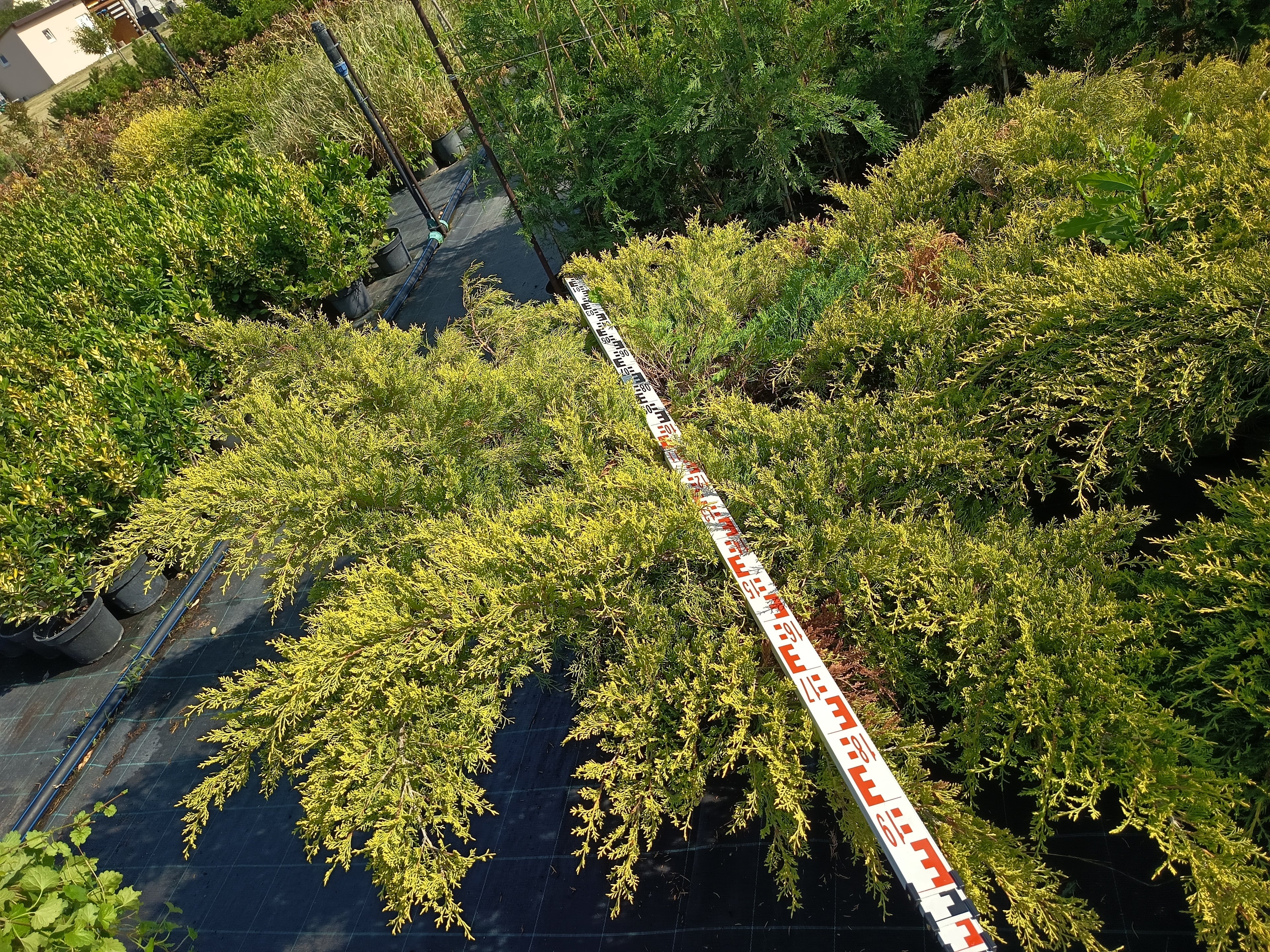 Juniperus media 'Old Gold' - Aranyboróka 200cm