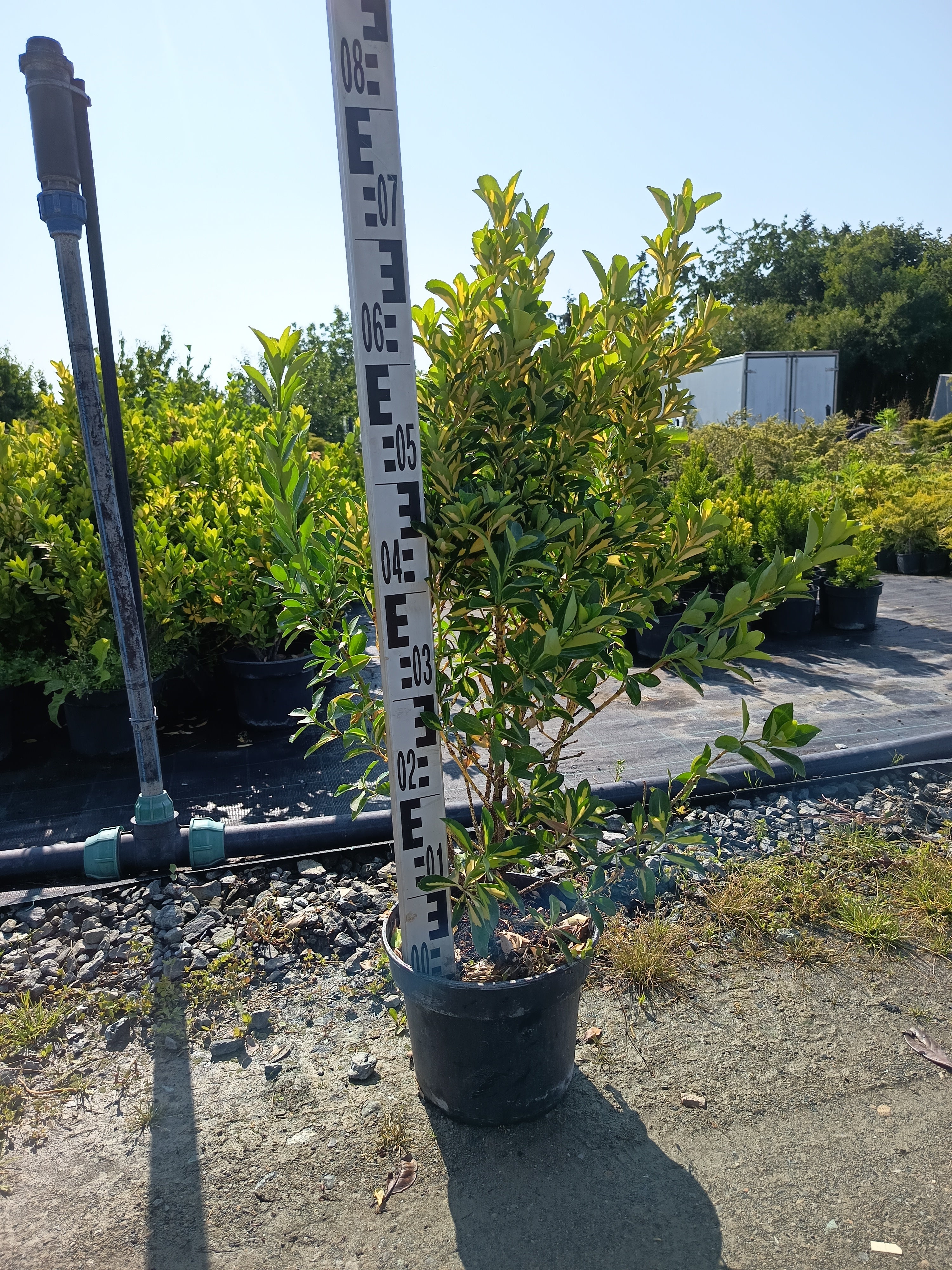 Euonymus - Kecskerágó  40-60 cm