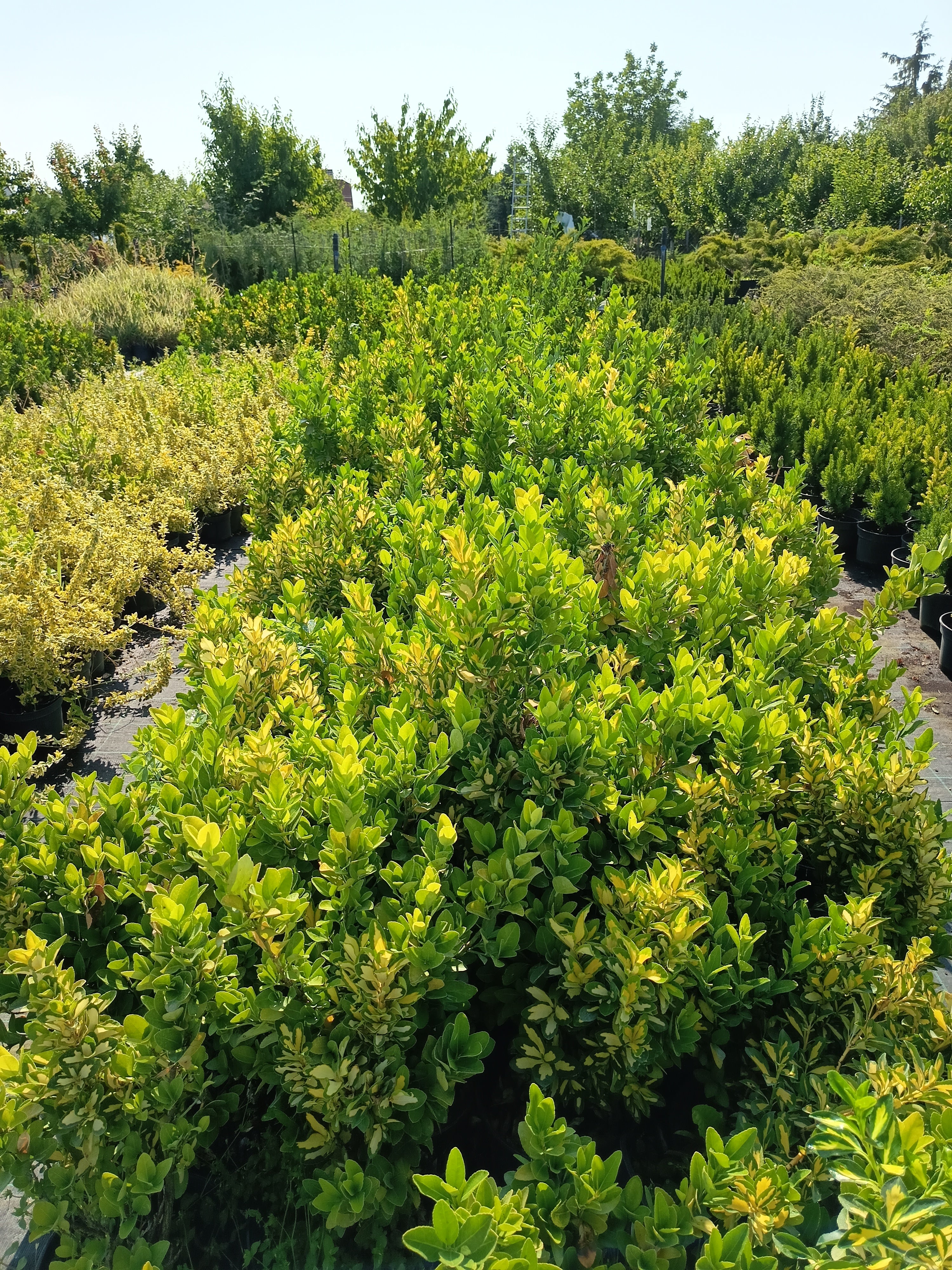 Euonymus - Kecskerágó  40-60 cm