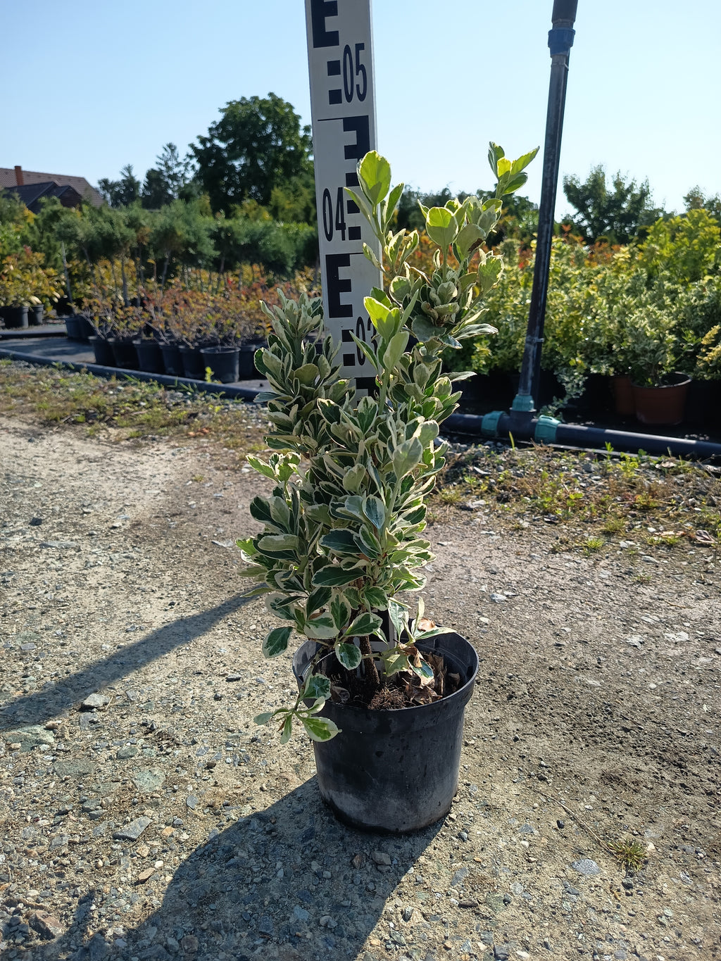 Euonymus - Kecskerágó 40-60 cm