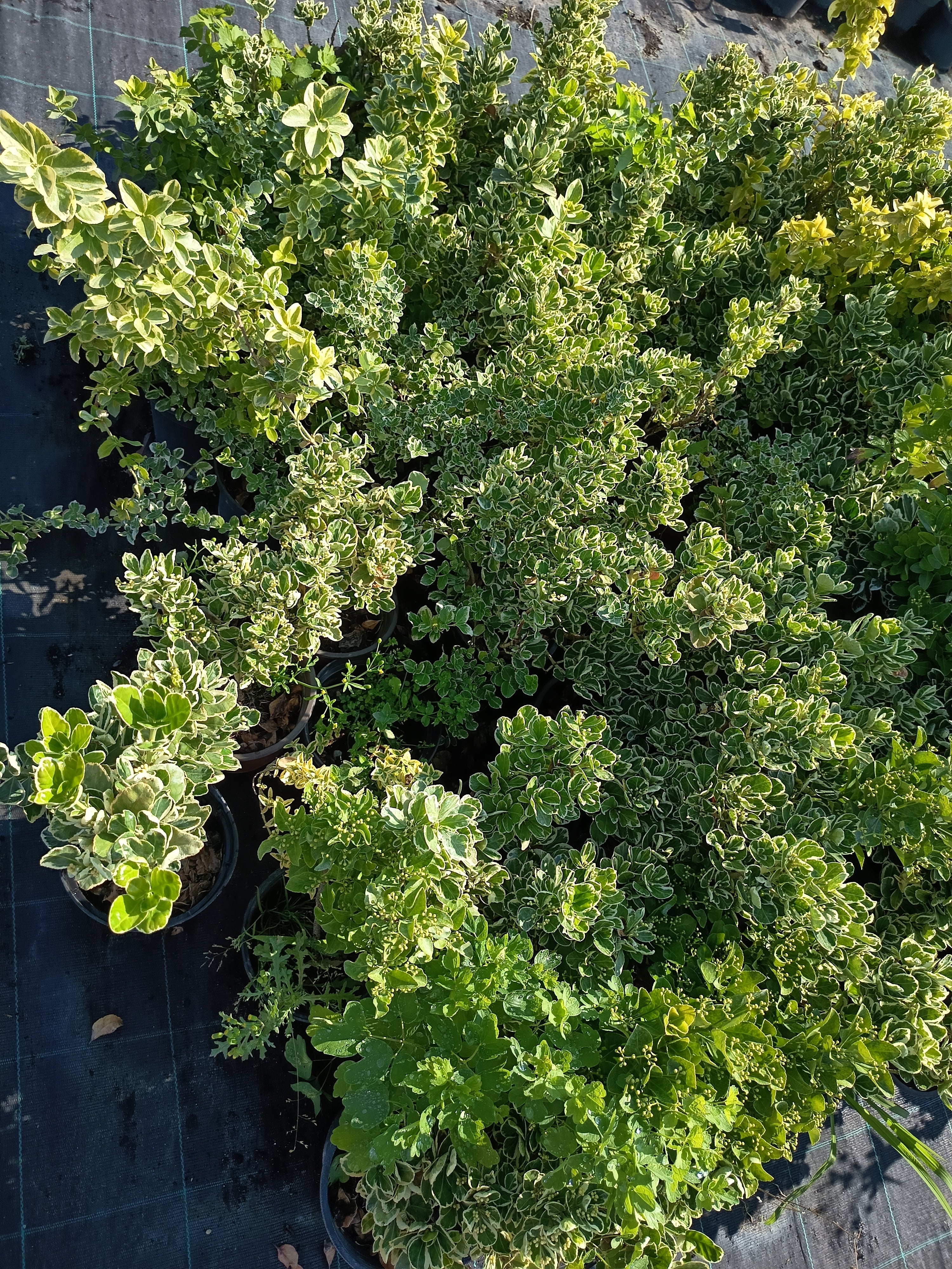 Euonymus - Kecskerágó  40-60 cm