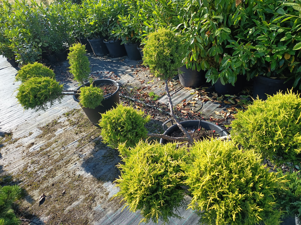 Juniperus media 'Old Gold' – Goldener Wacholder, 110–130 cm, Gartenscheren-Set