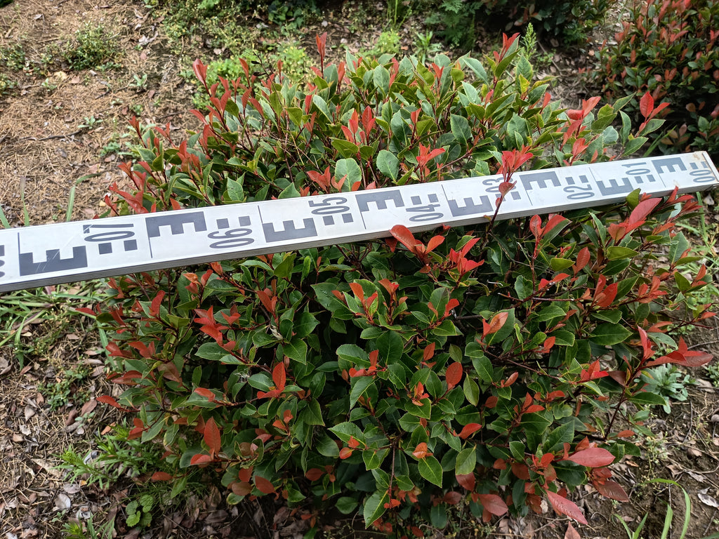 Photinia 'Little Red Robin' – Zwerg-Korallenrotschwanz 60–80 cm