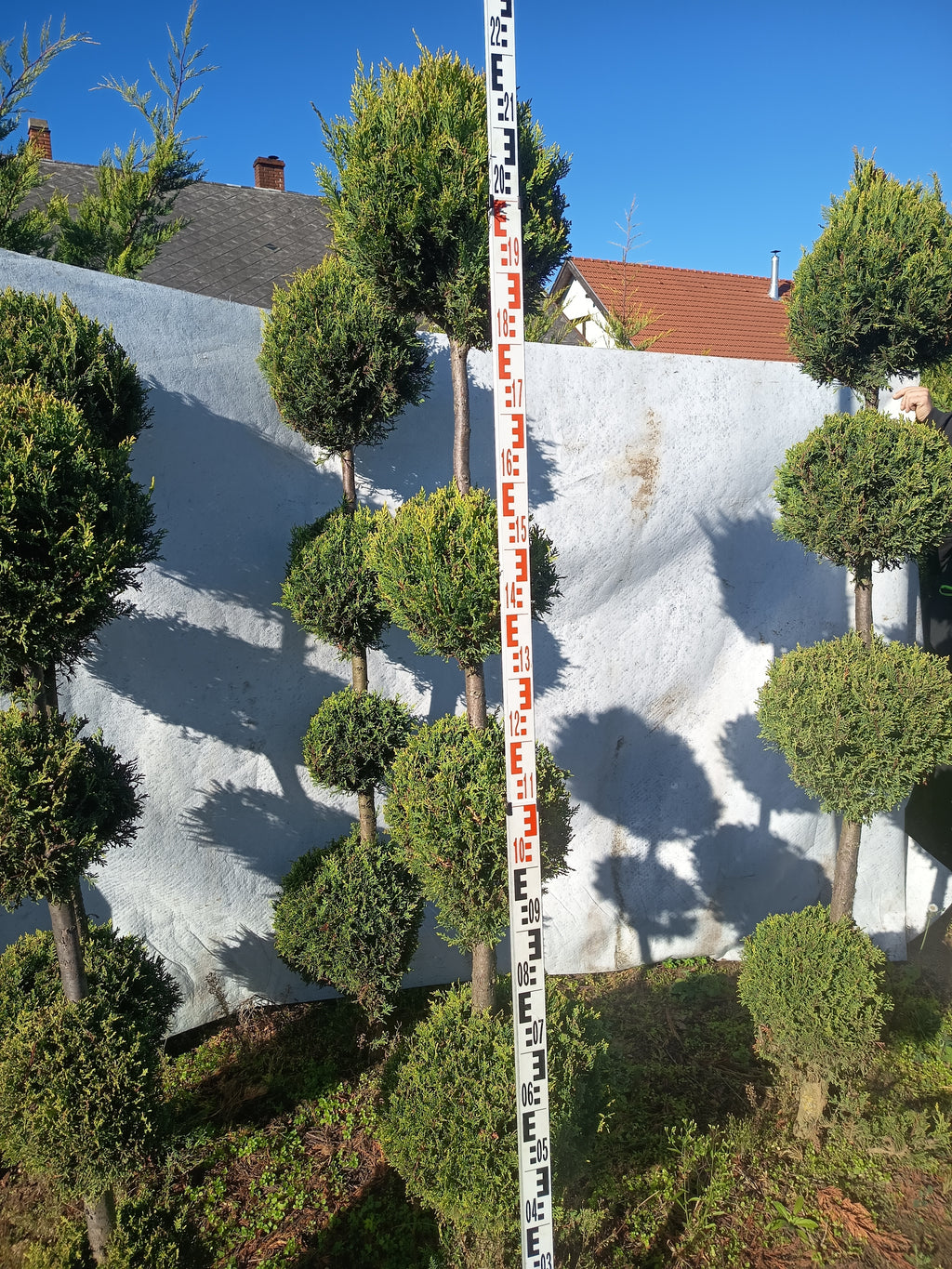 Cupressocyparis leylandii - Leylandii 4-5 Kugelform