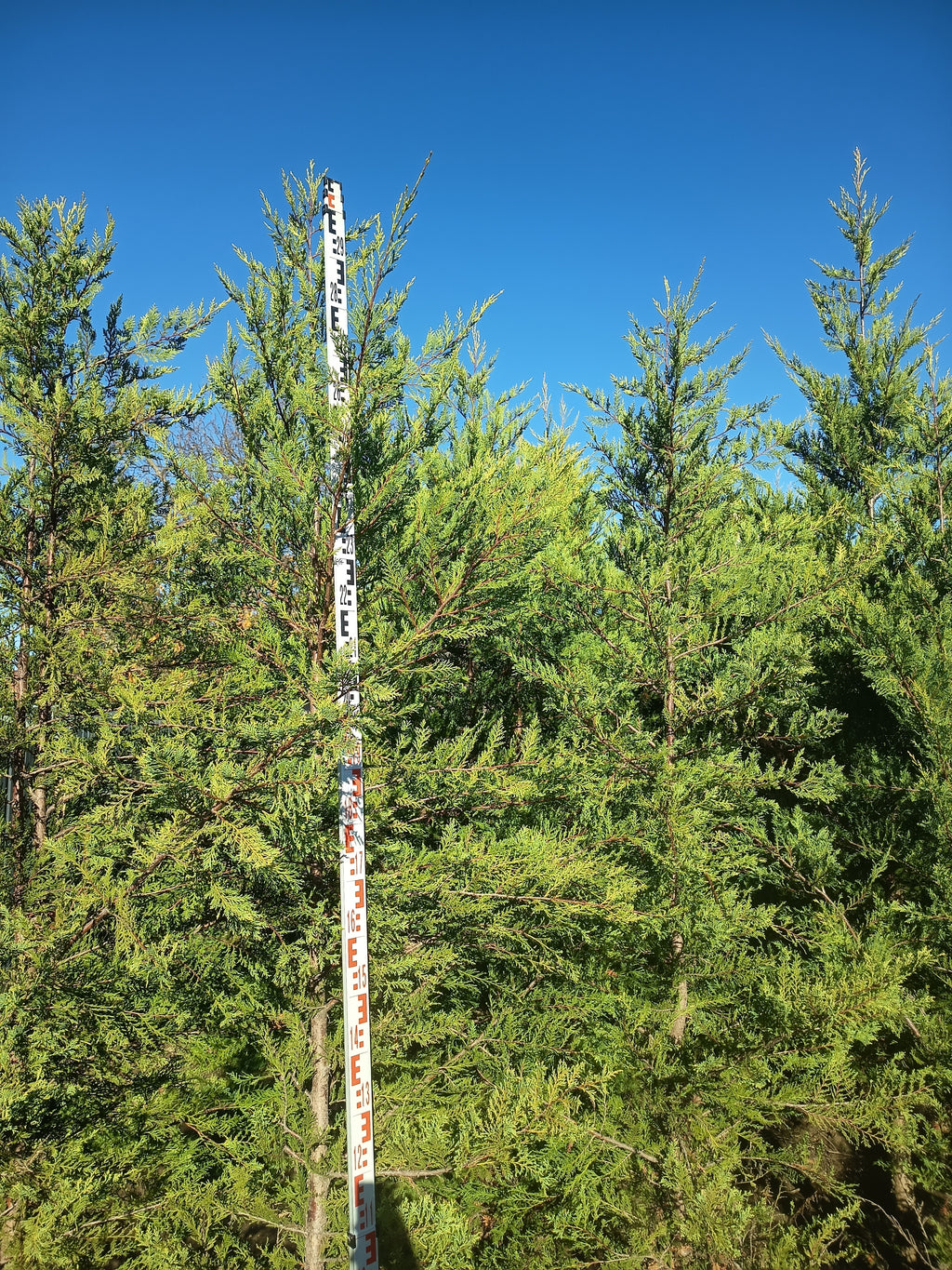 Leyland Cyprus 'Castlewellan Gold' - Groundball