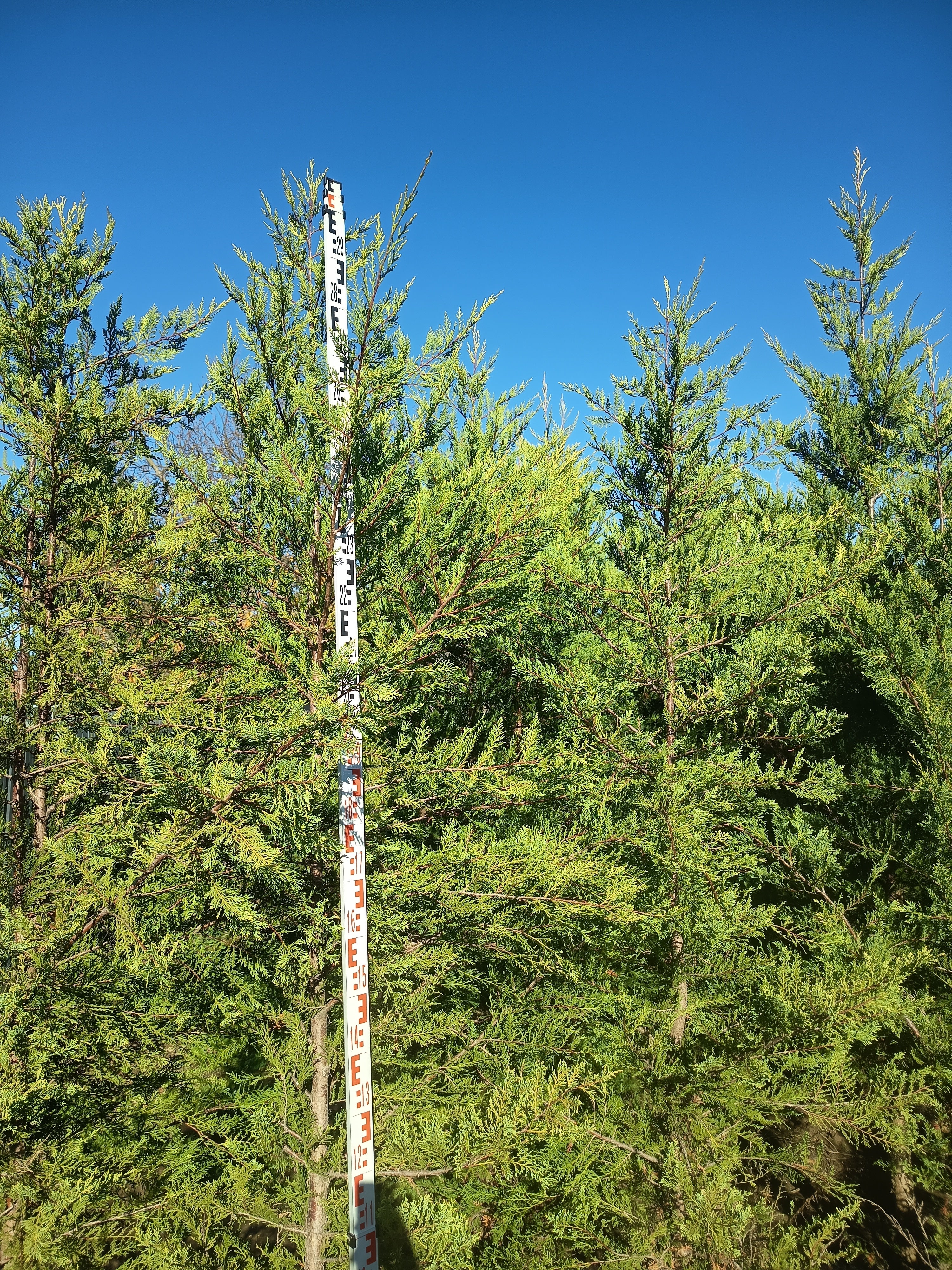 Leyland Ciprus 'Castlewellan Gold' - Földlabdás