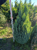 Chamaecyparis lawsoniana 'Ellwoodii' – Silberne Säulenzypresse (Oregon) 100–120 cm 