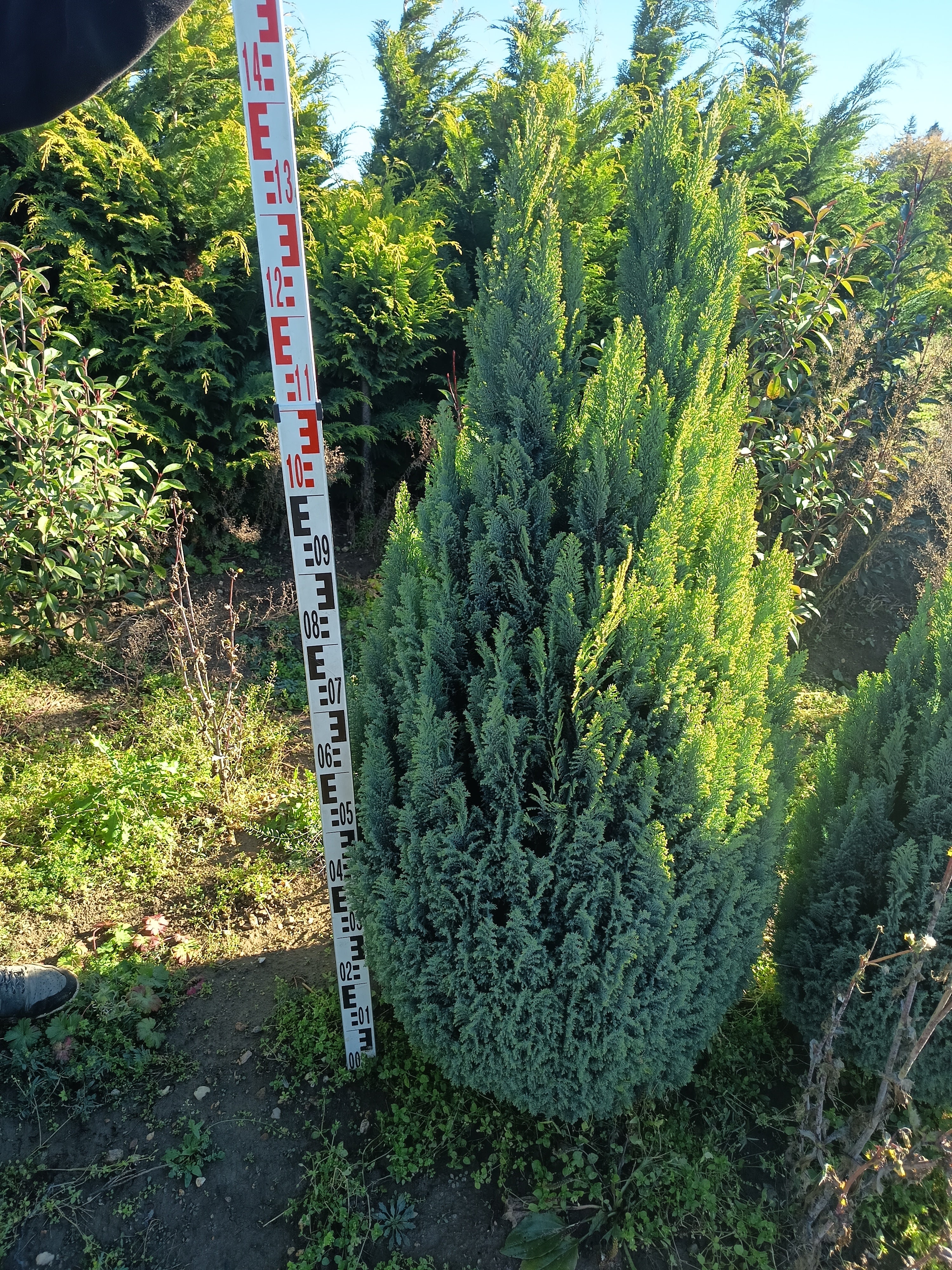 Chamaecyparis lawsoniana 'Ellwoodii' - Ezüstös oszlopos oregoni hamisciprus 100-120cm