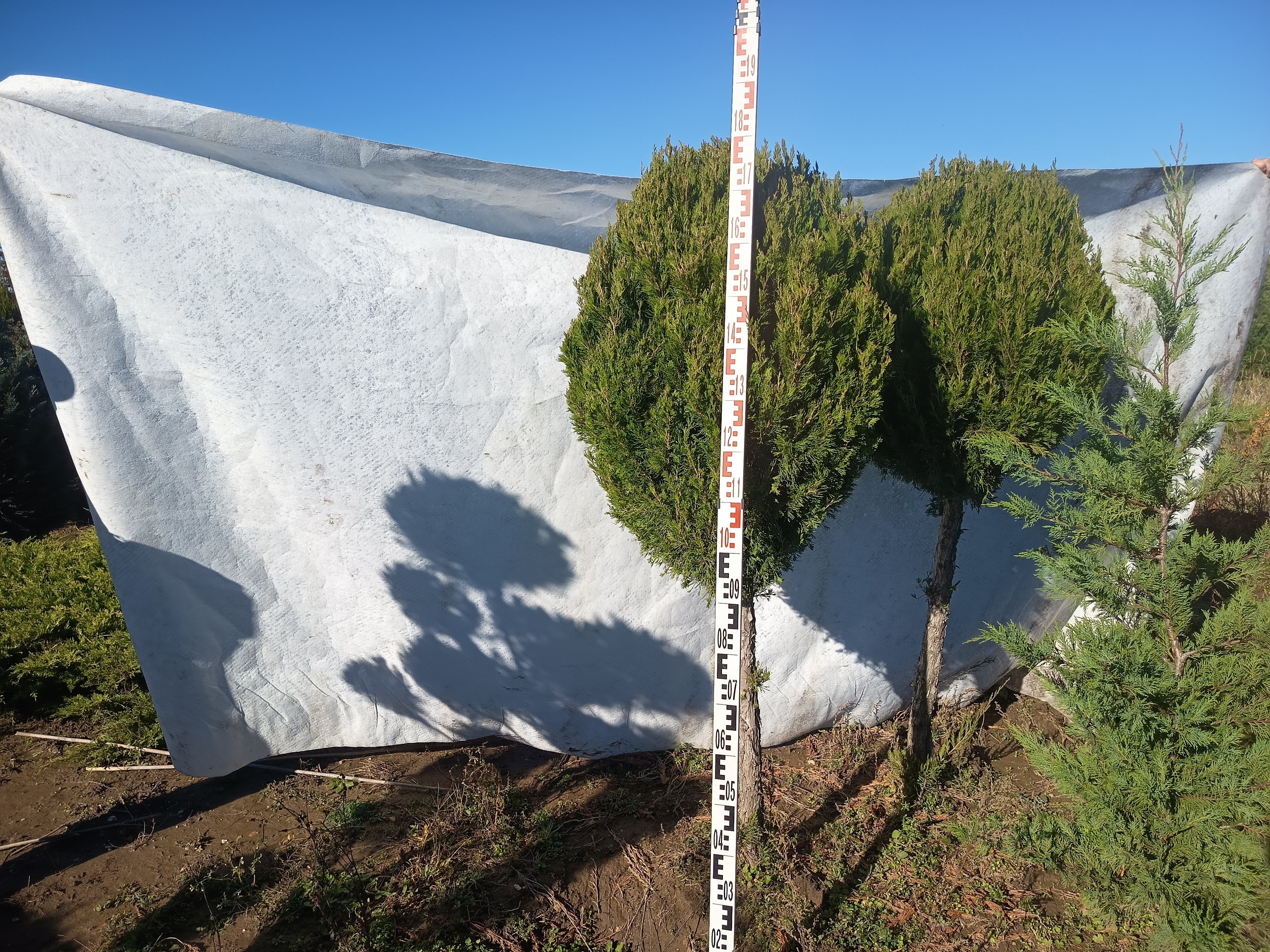 Juniperus 'Spartan' - Oszlopos Boróka 160-180 cm Formametszett