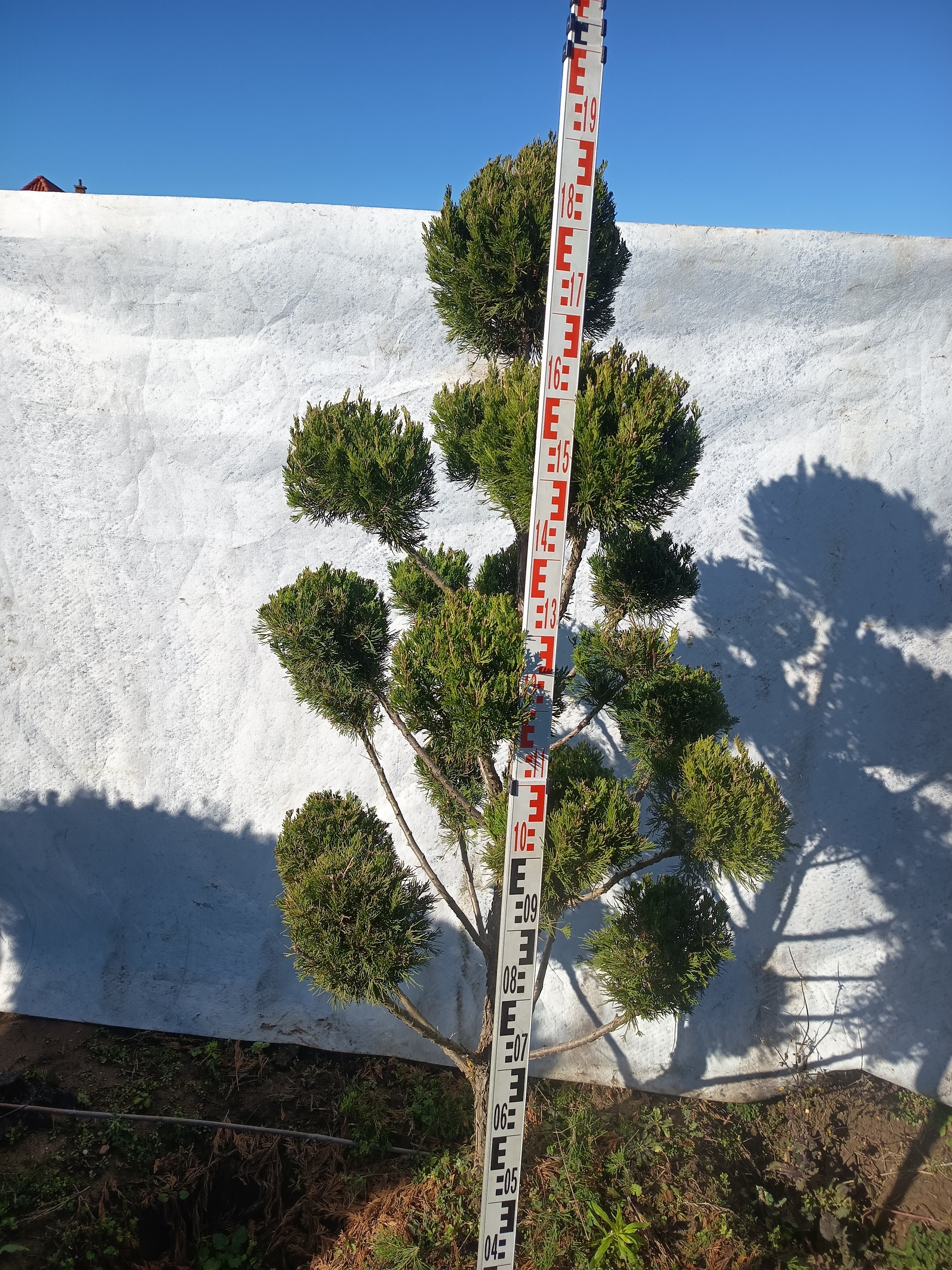 Juniperus 'Spartan' - Oszlopos Boróka 160-180 cm Formametszett