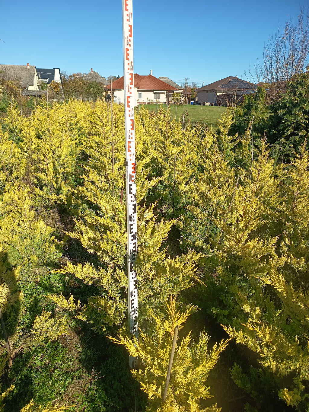 Cupressocyparis leylandii 'Gold Rider' - Aranysárga Leylandii