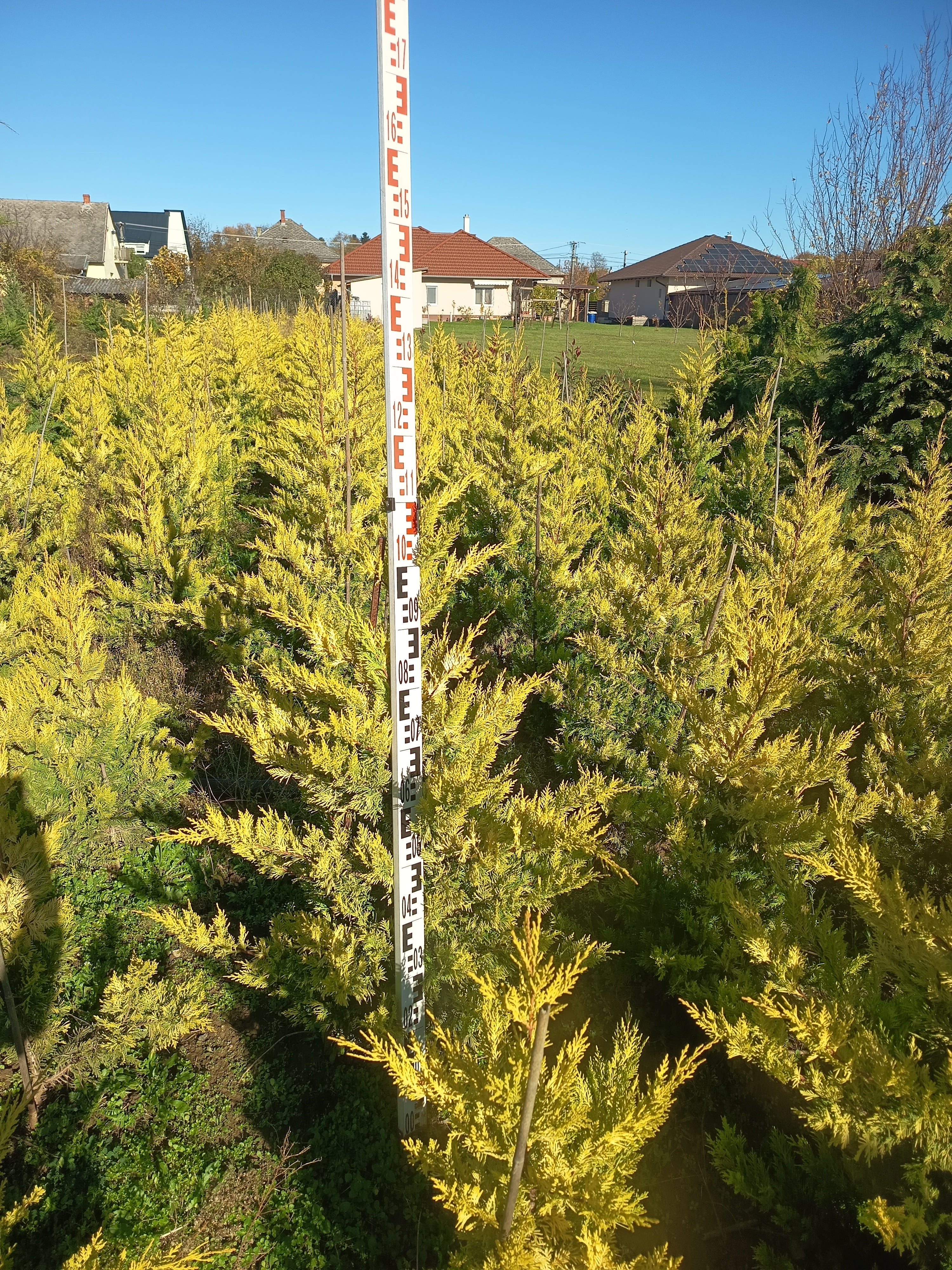 Cupressocyparis leylandii 'Gold Rider' - Aranysárga Leylandii