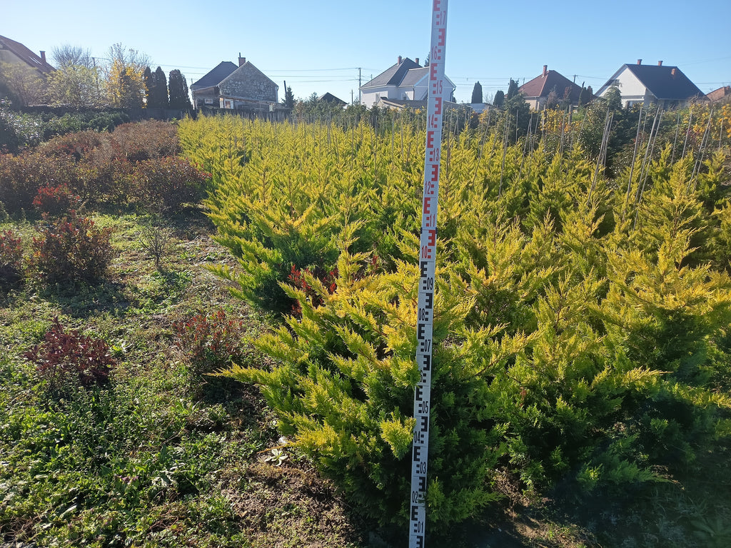 Cupressocyparis leylandii 'Gold Rider' - Aranysárga Leylandii