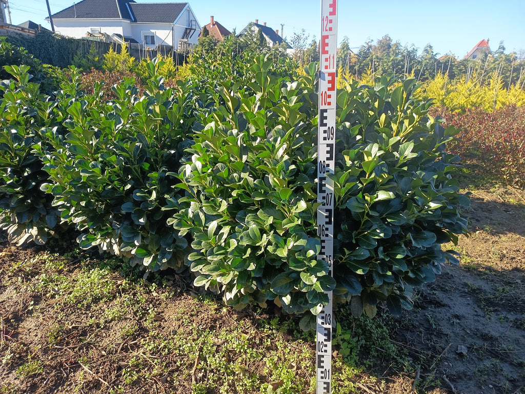 Prunus laurocerasus "Etna" - Kugellorbeer 110-130 cm