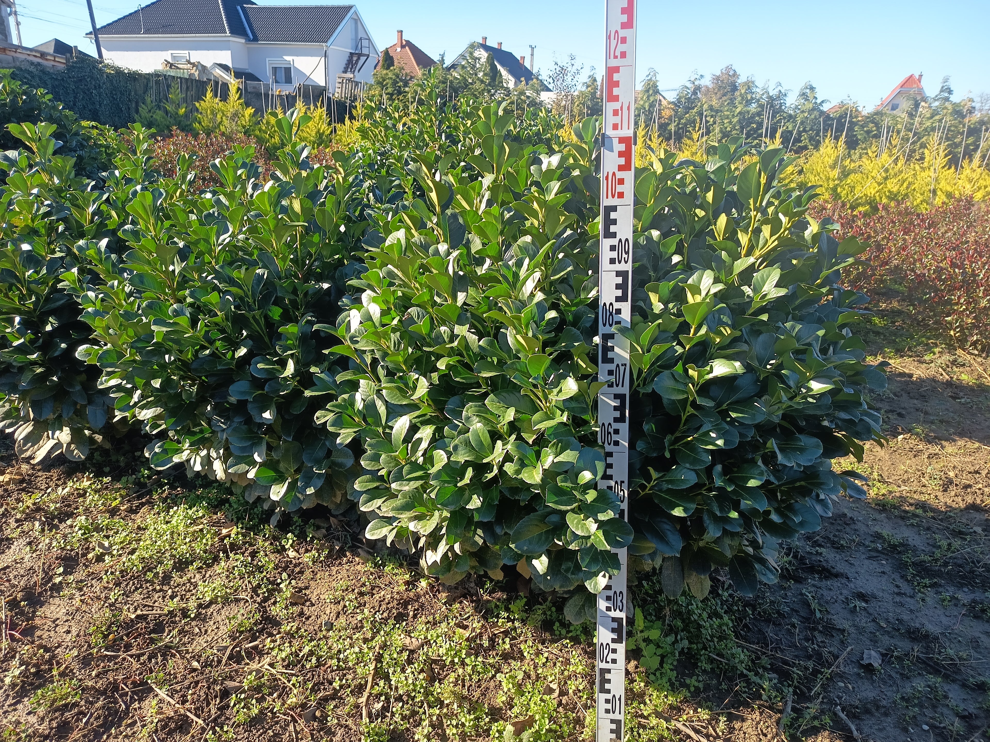 Prunus laurocerasus "Etna"  - Gömb formájú babérmeggy 110-130 cm
