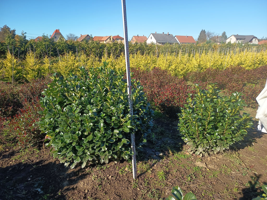 Prunus laurocerasus "Etna" - Kugellorbeer 110-130 cm