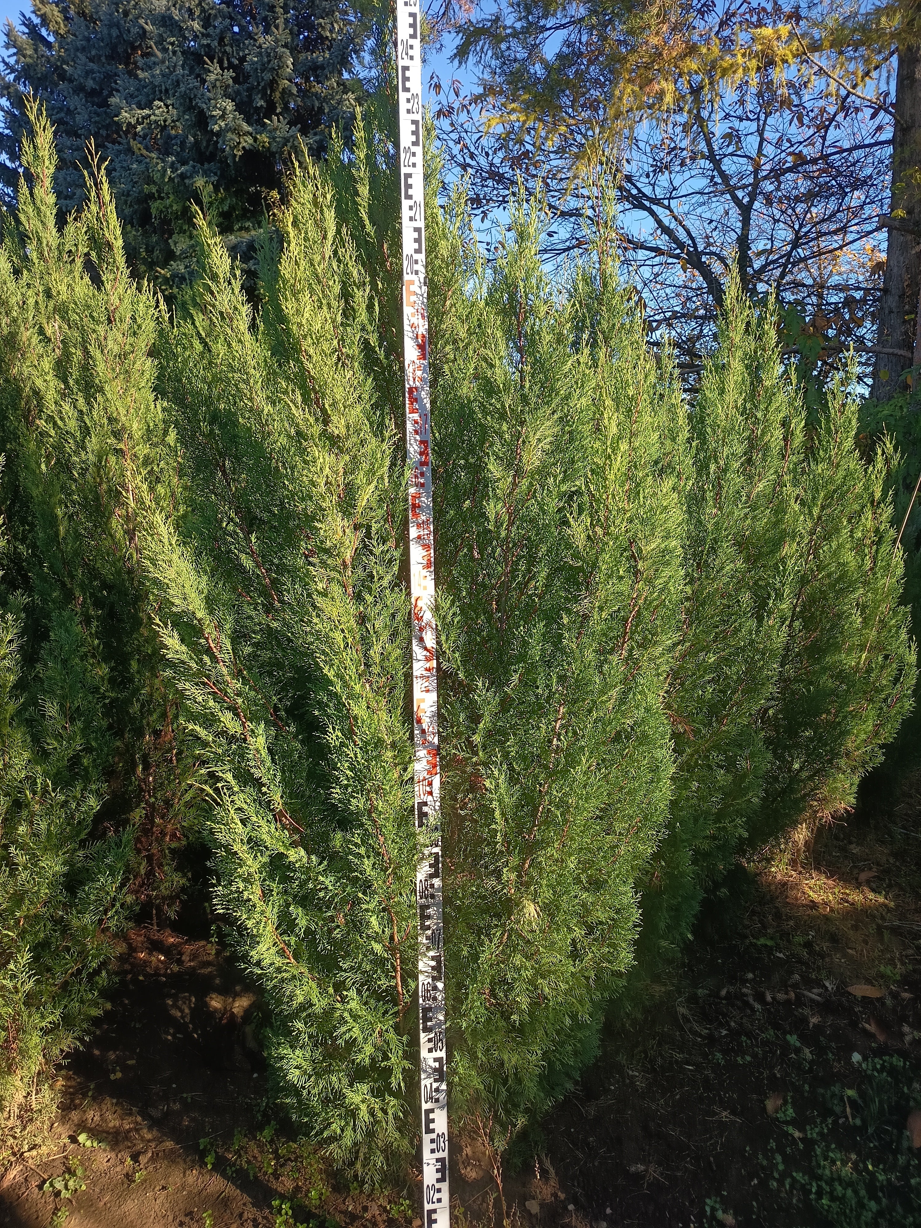 Cupressocyparis leylandii '2001' - Oszlopos Leylandii 220-240 cm