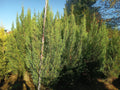 Cupressocyparis leylandii '2001' - Säulenförmige Leylandii 220-240 cm