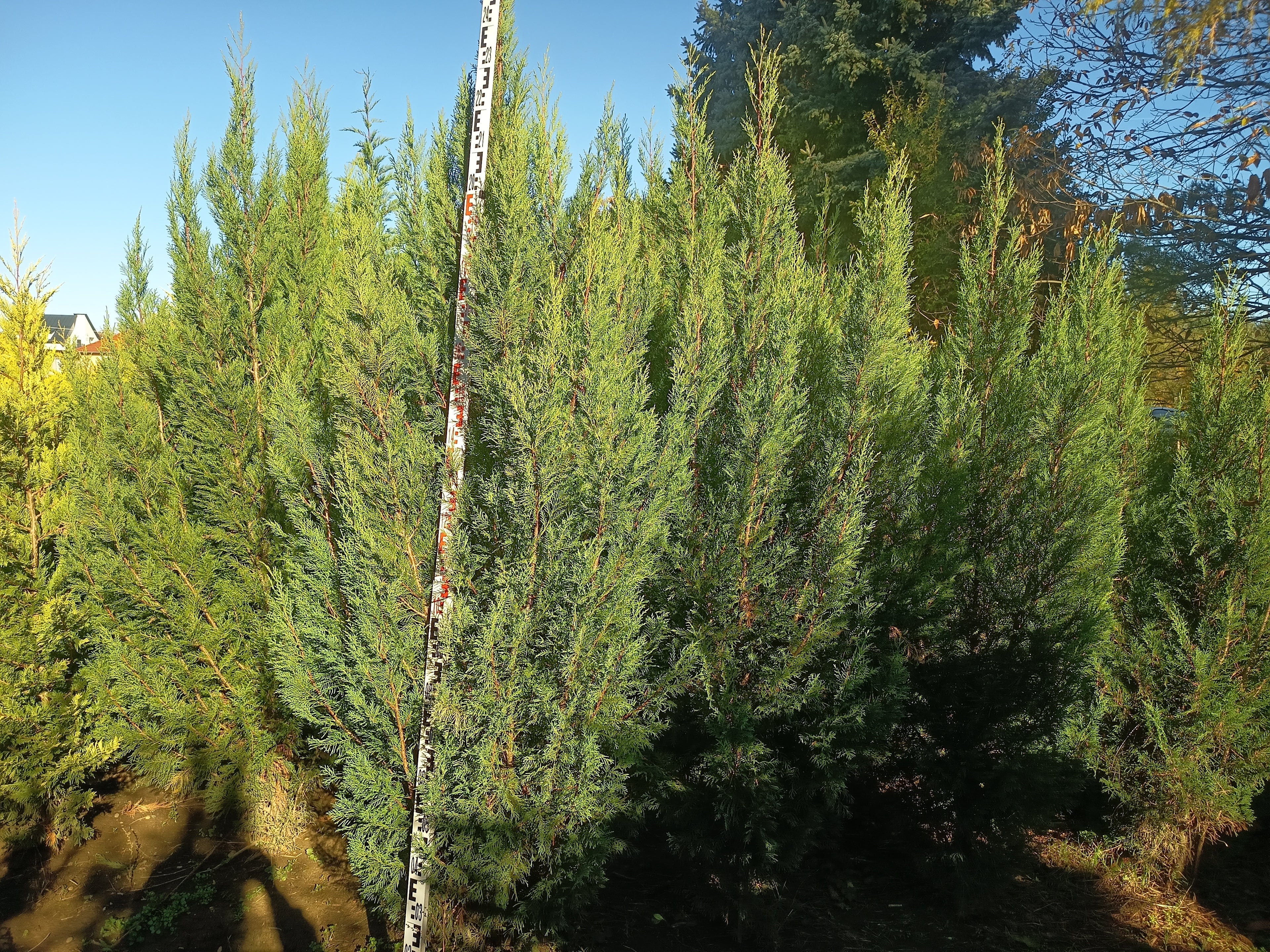 Cupressocyparis leylandii '2001' - Oszlopos Leylandii 220-240 cm