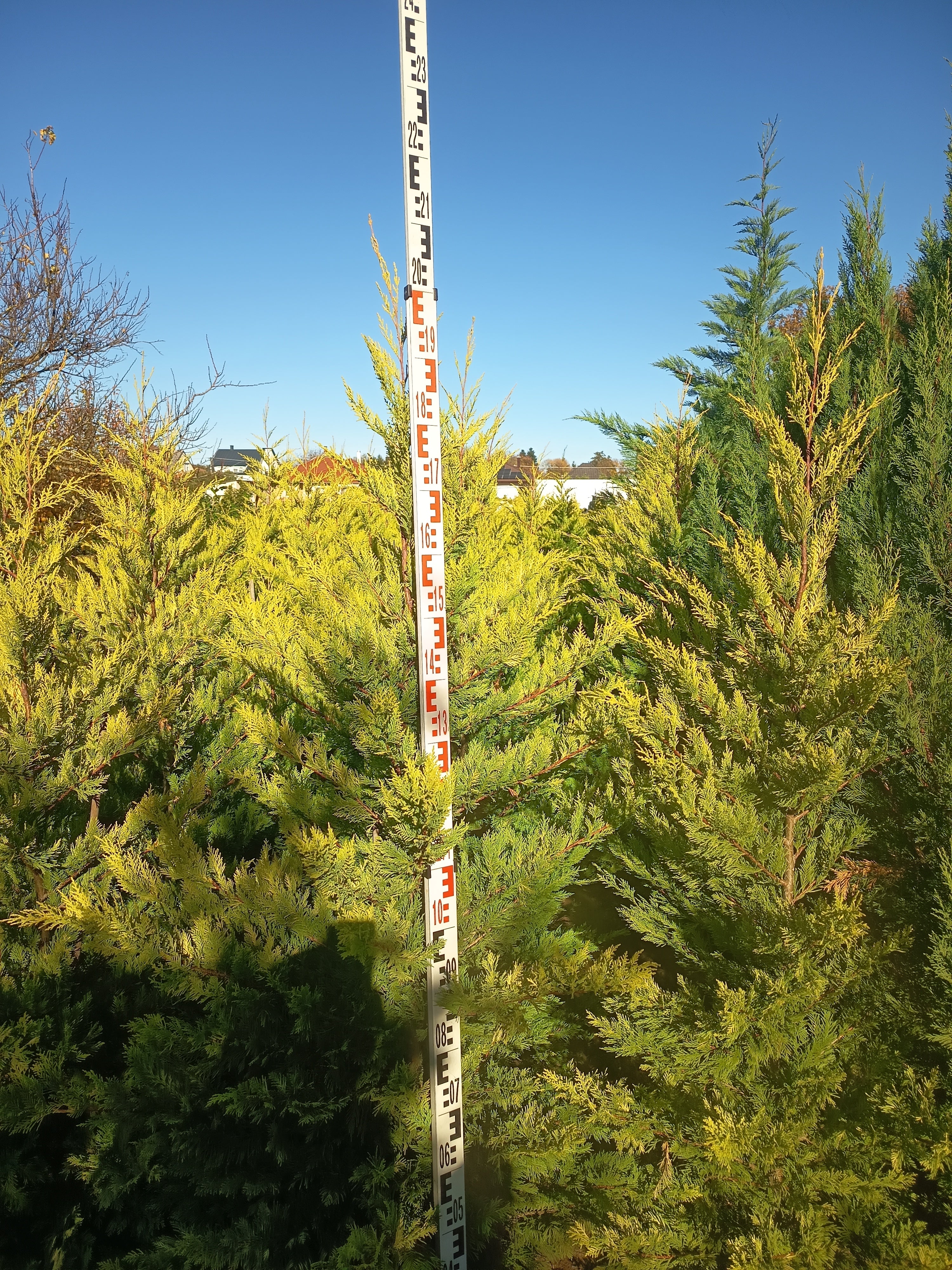 Cupressocyparis leylandii 'Gold Rider' - Aranysárga Leylandii