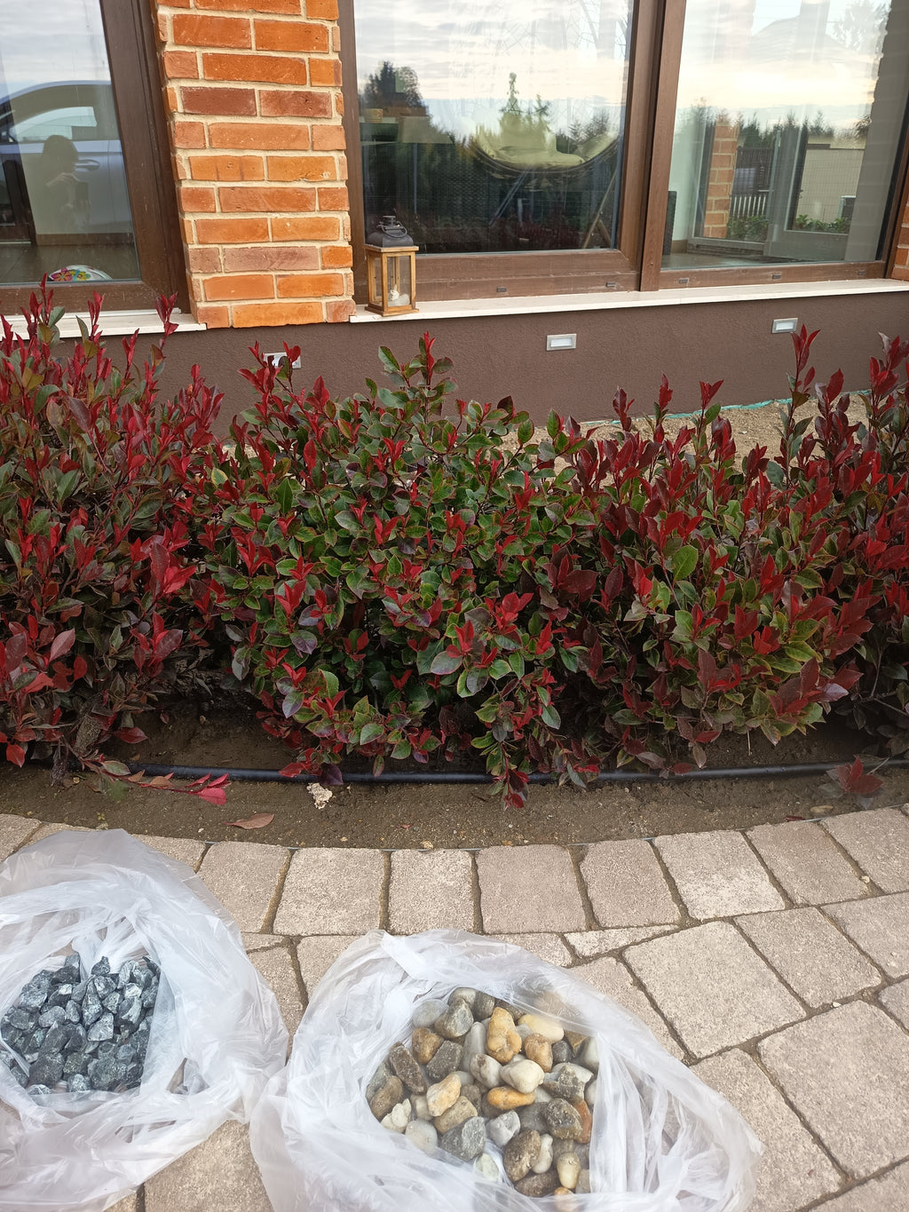 Photinia 'Little Red Robin' – Zwerg-Korallenrotschwanz 60–80 cm