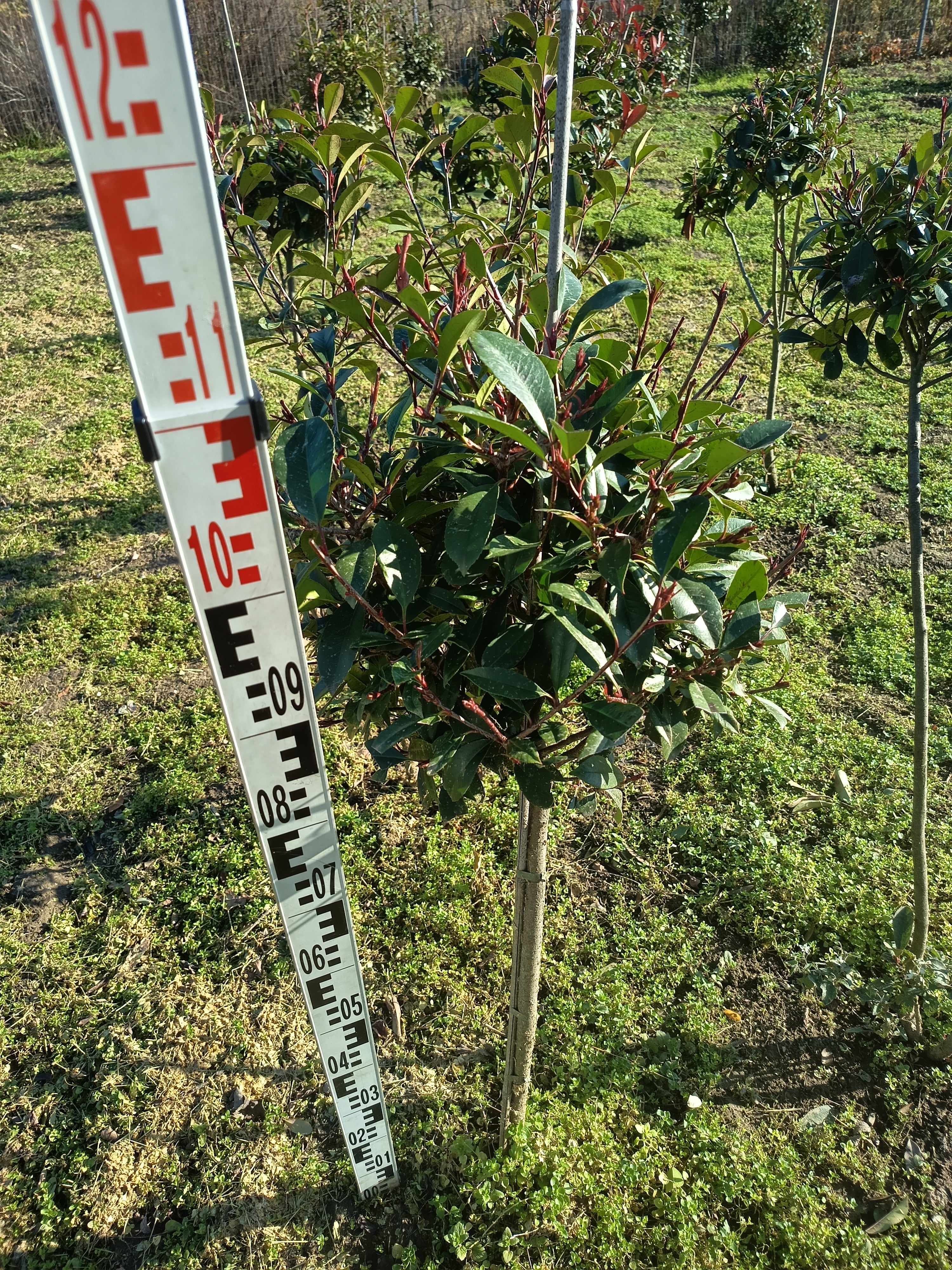 Photinia fraseri 'Red Robin' - Korallberkenye magastörzsű Gömb Forma 100 - 120 cm