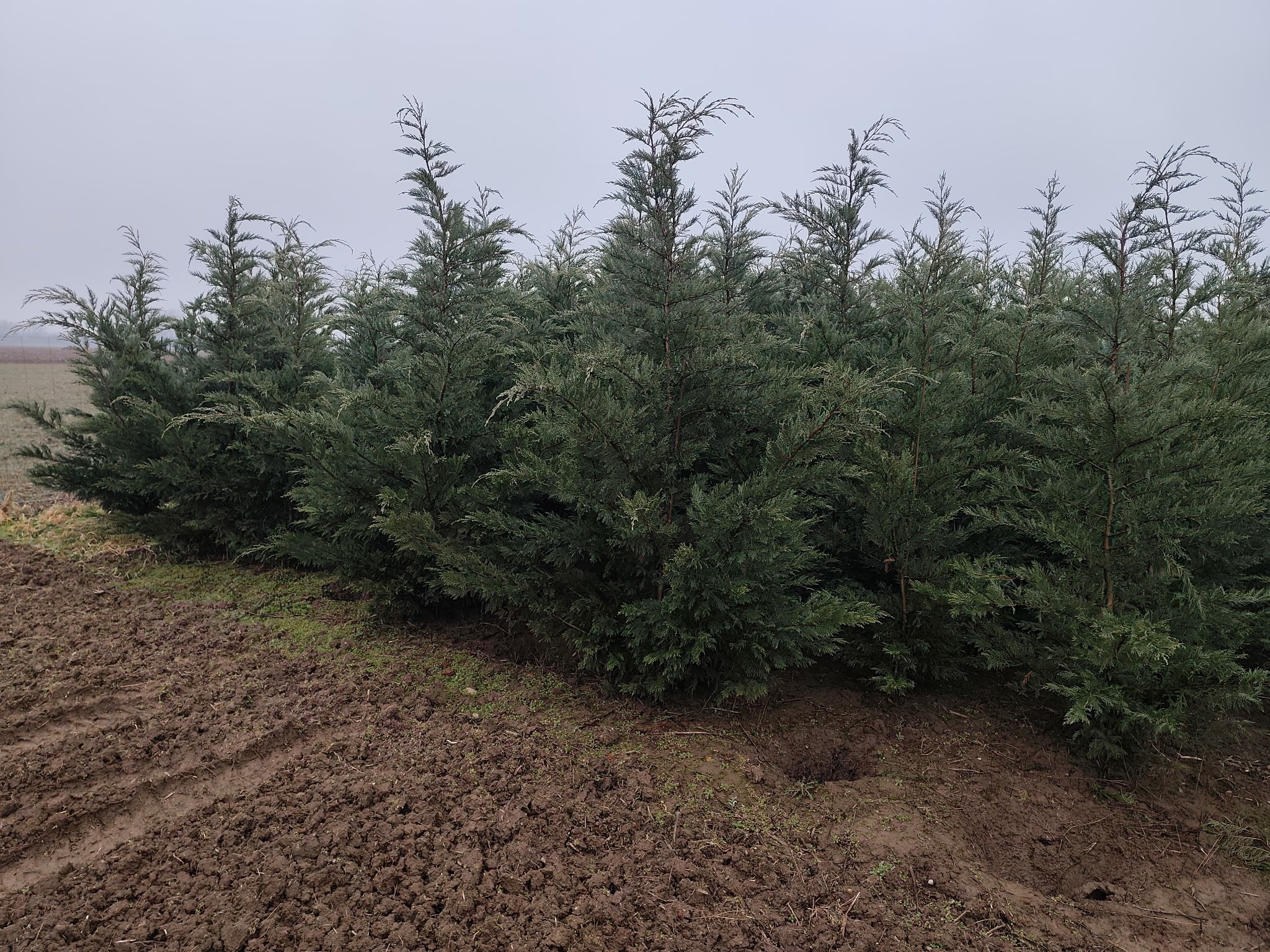 Cupressocyparis leylandii - Leylandii Für Hecken 200–220 cm