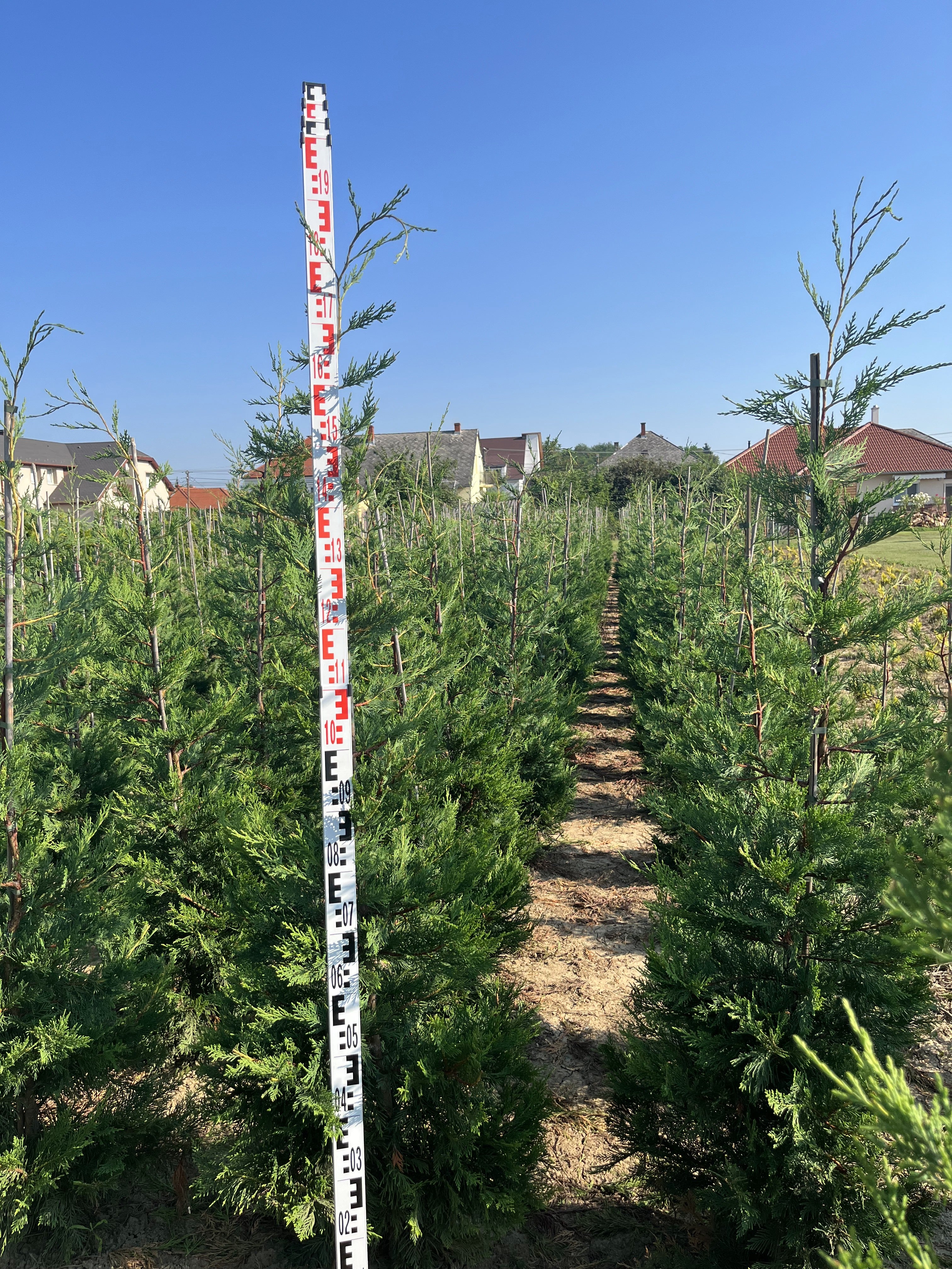 Cupressocyparis leylandii - Leylandii Sövényhez 200-220cm