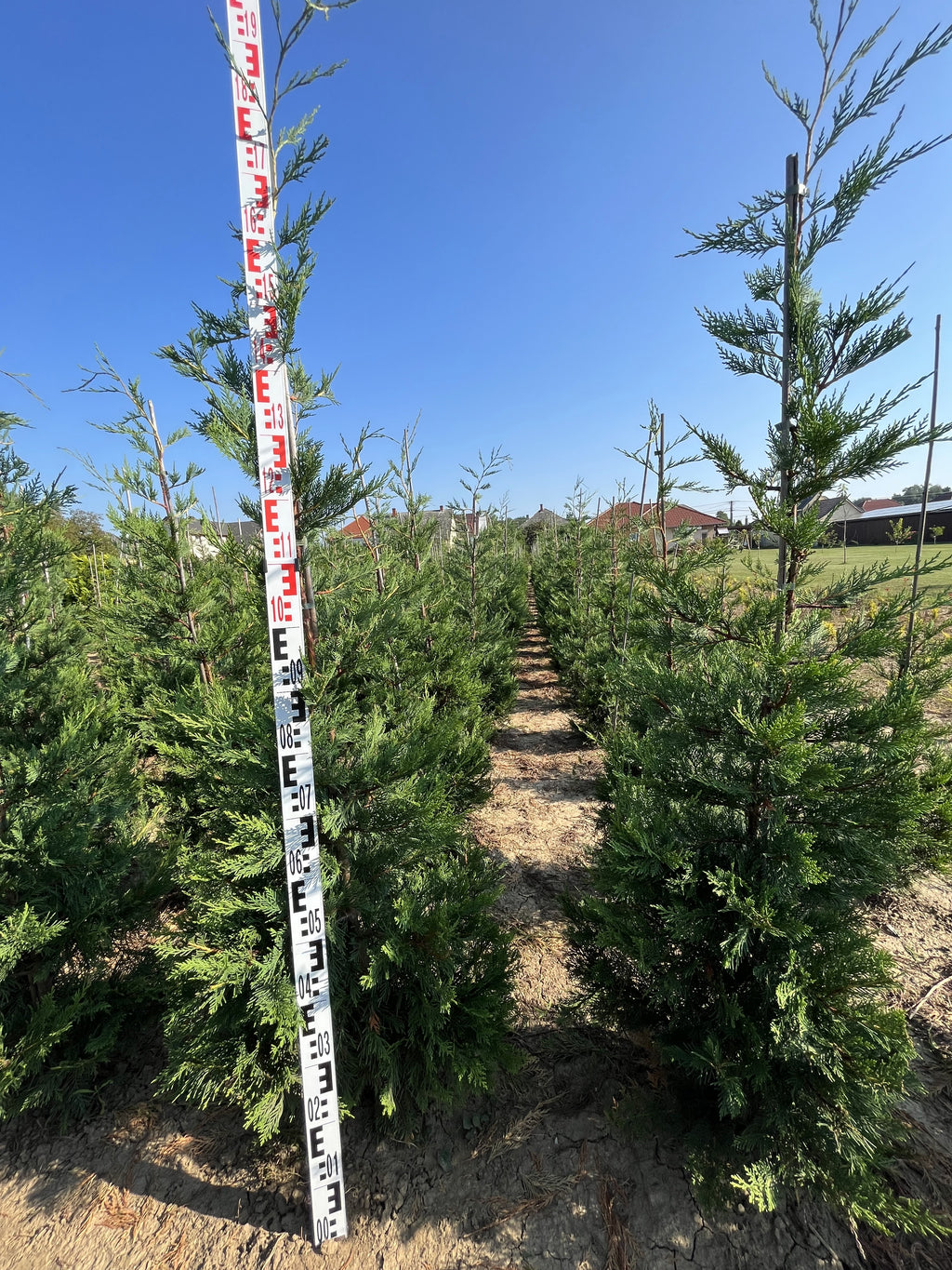 Cupressocyparis leylandii - Leylandii Für Hecken 200–220 cm