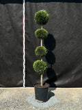 Cupressocyparis leylandii - Leylandii 4-5 Kugelform