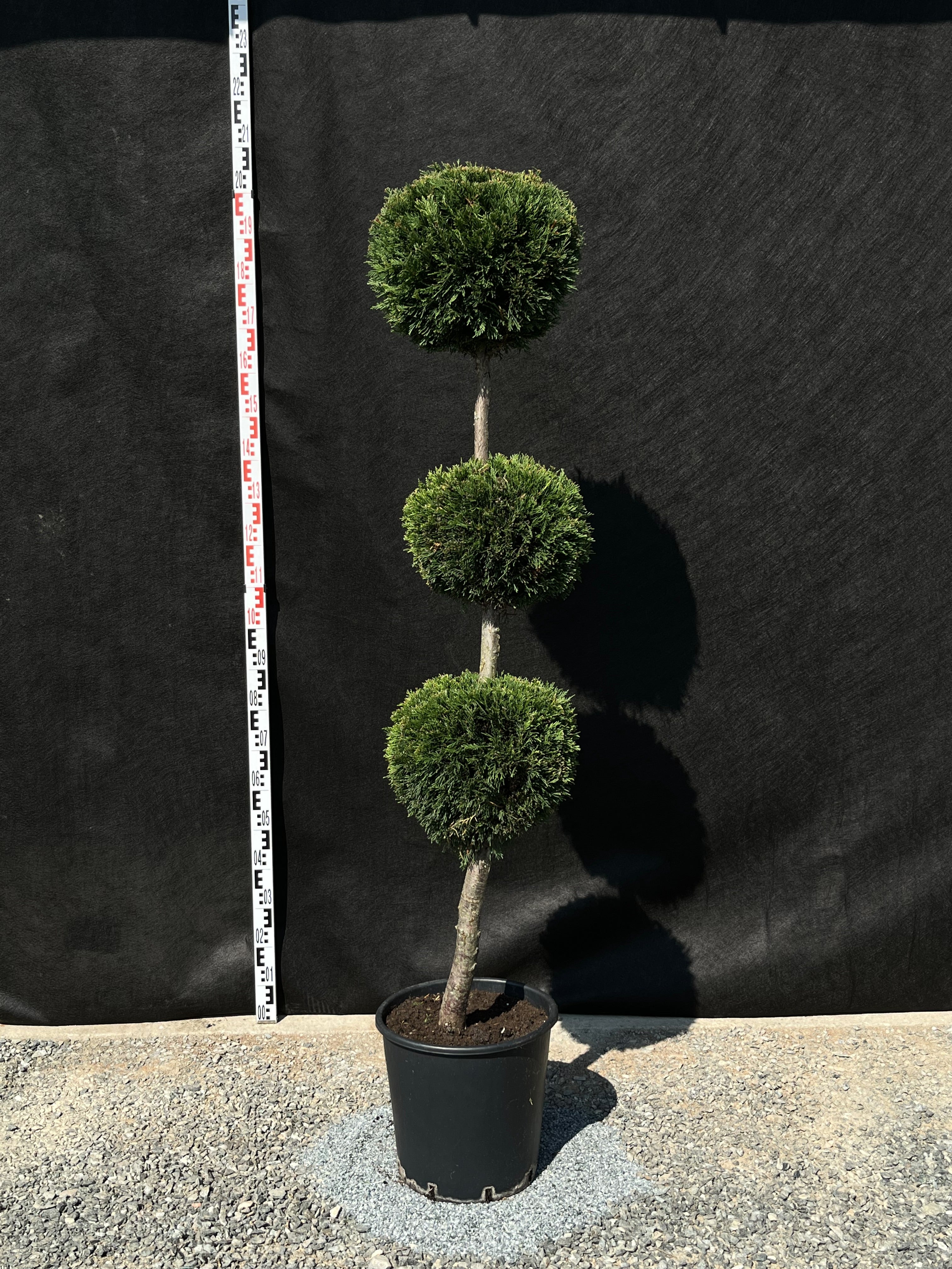 Cupressocyparis leylandii - Leylandii Gömb Forma - 3 Gömb - 120-150cm