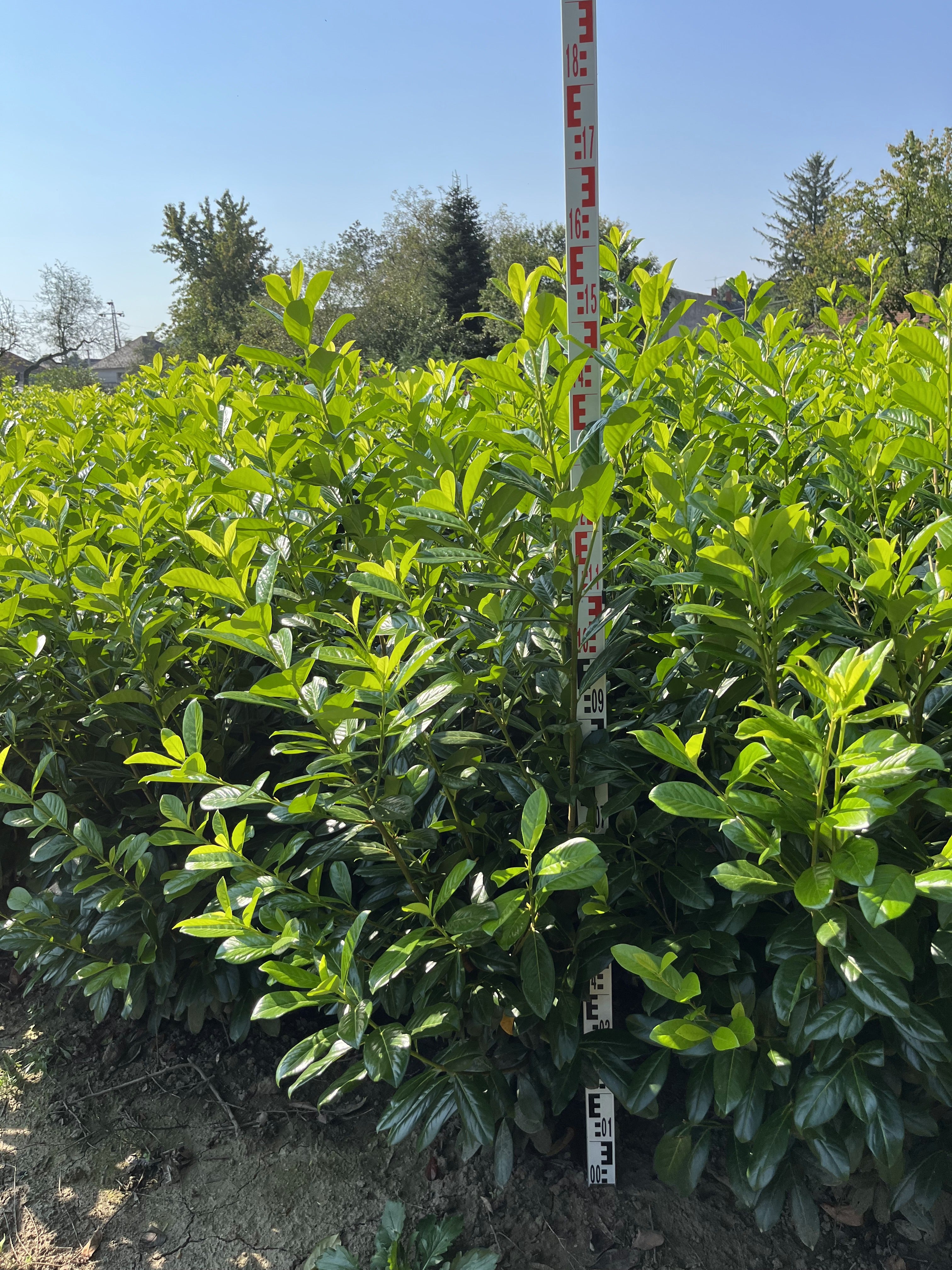 Prunus laurocerasus 'Novita' - Babérmeggy Sövényhez