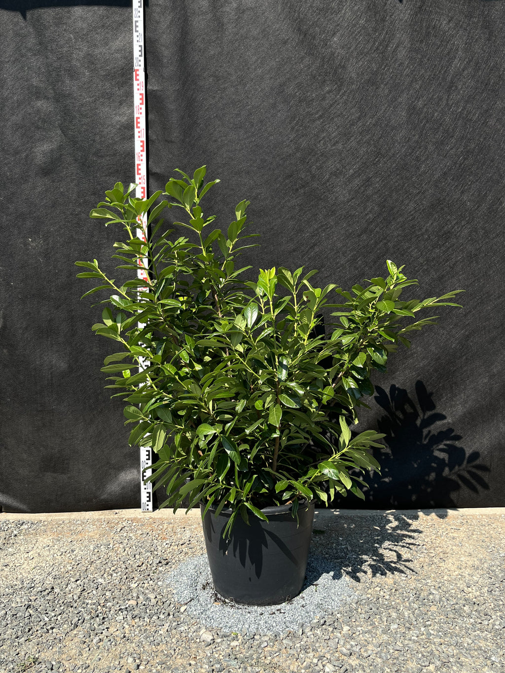 Prunus laurocerasus 'Novita' - Babérmeggy Sövényhez